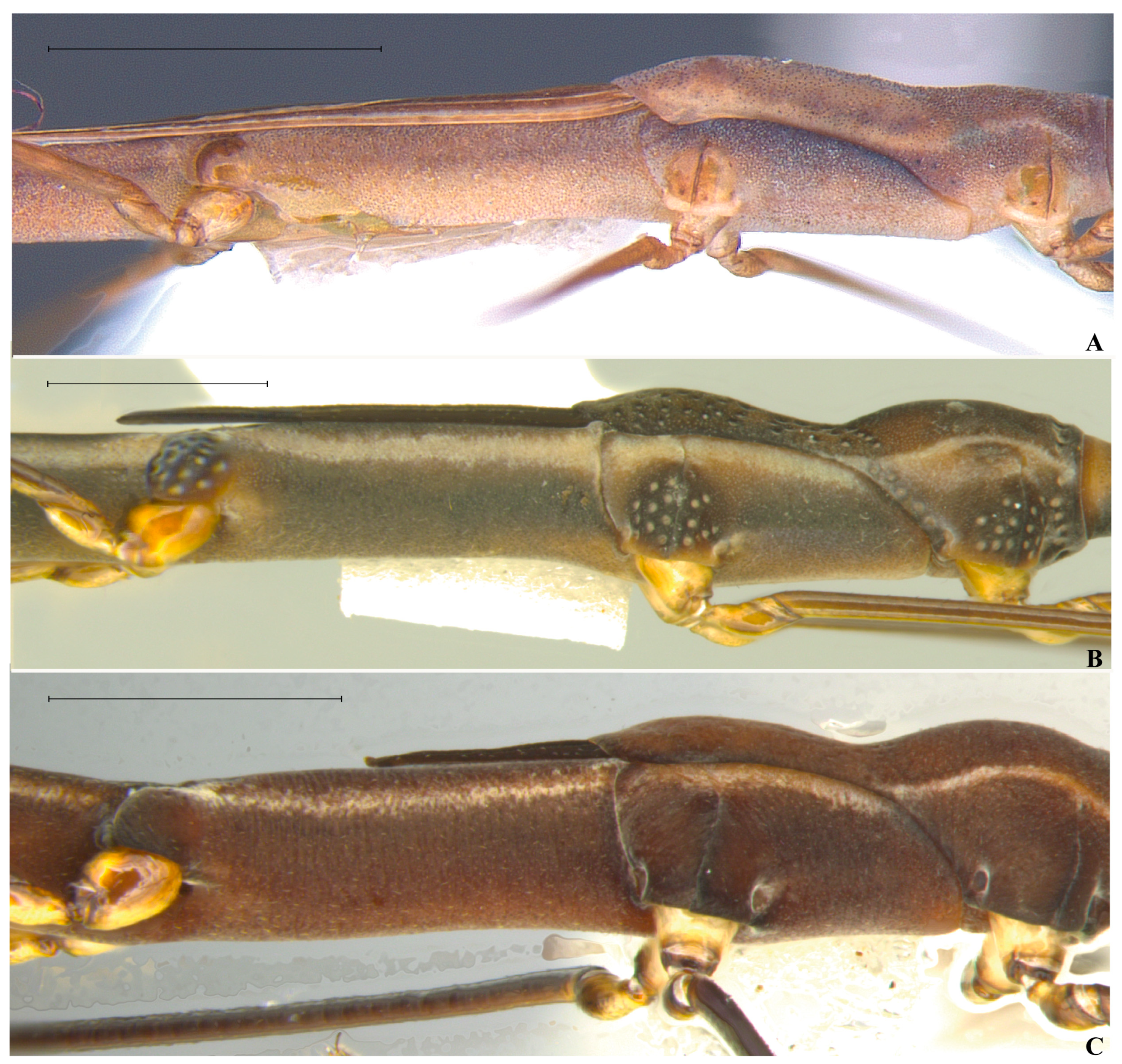 Animals 15 02468 g005 Animals 15 02468 g005