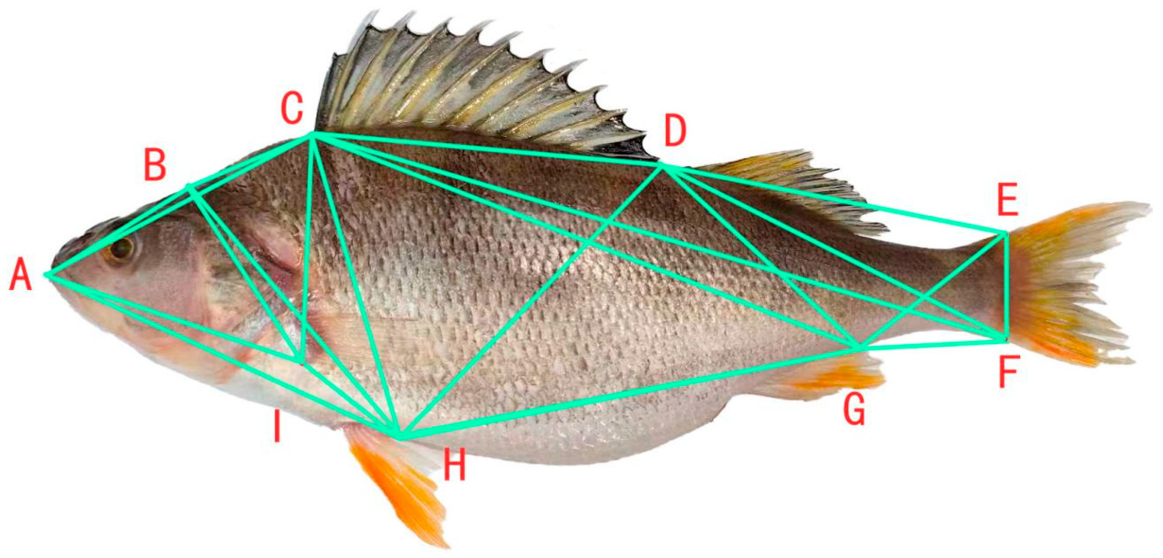 Animals 15 02469 g003