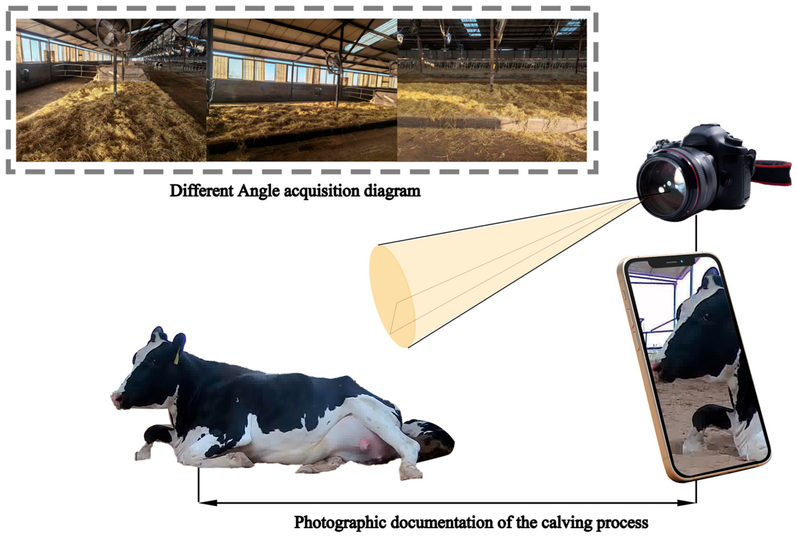 Animals 15 02470 g001 Animals 15 02470 g001