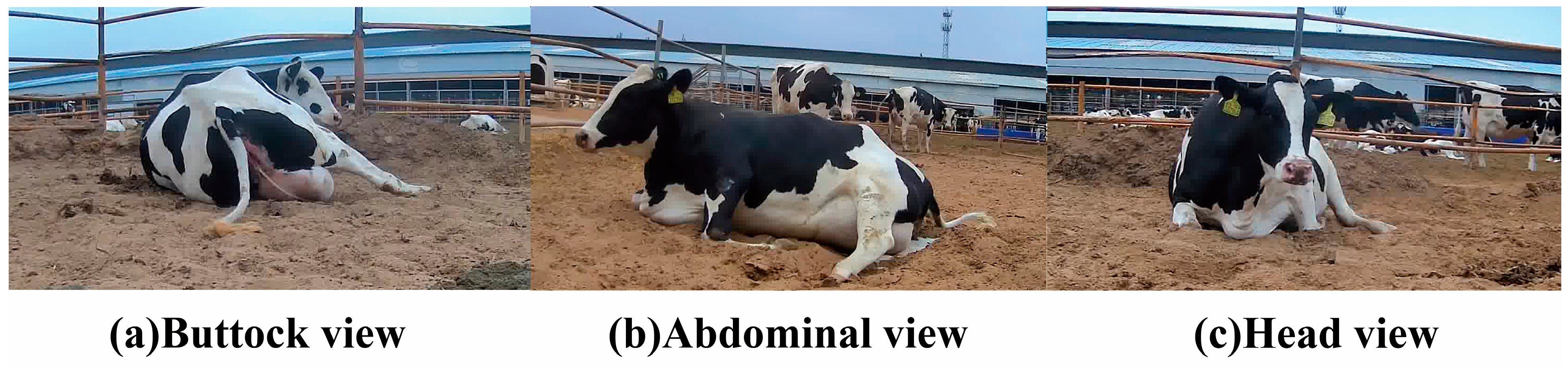 Animals 15 02470 g004 Animals 15 02470 g004