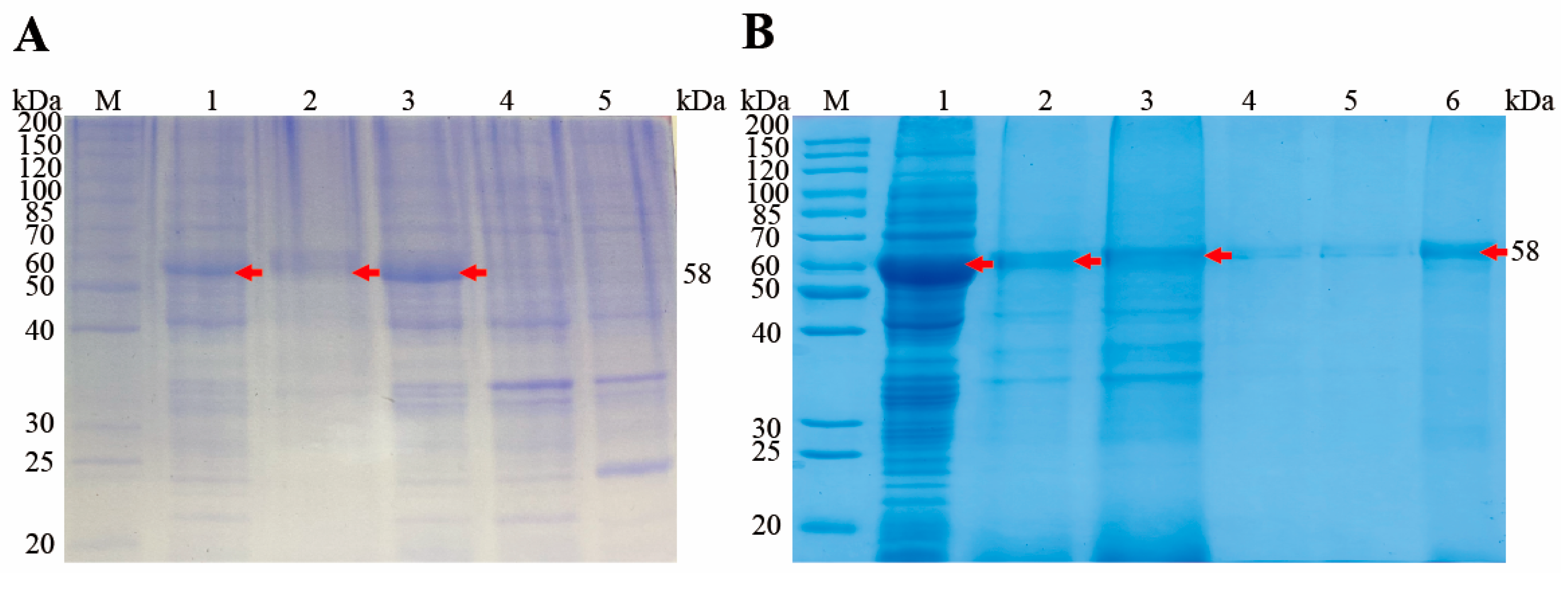 Animals 15 02482 g003 Animals 15 02482 g003