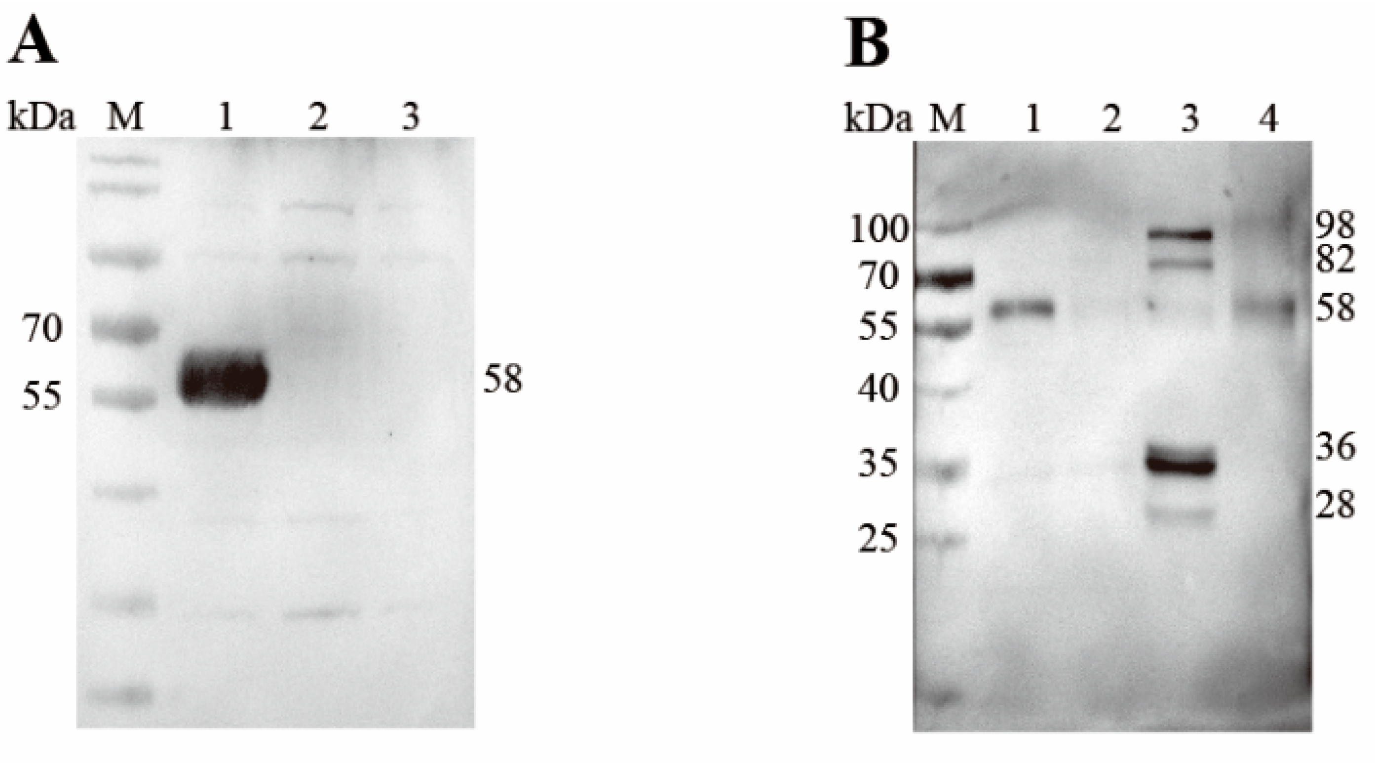 Animals 15 02482 g004 Animals 15 02482 g004