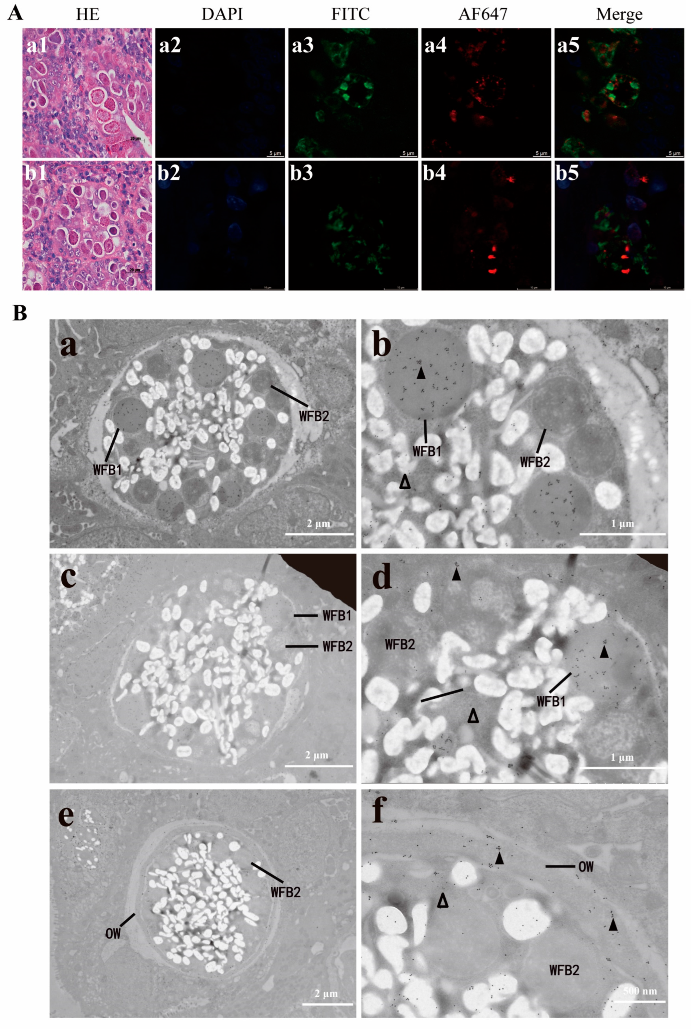 Animals 15 02482 g005 Animals 15 02482 g005