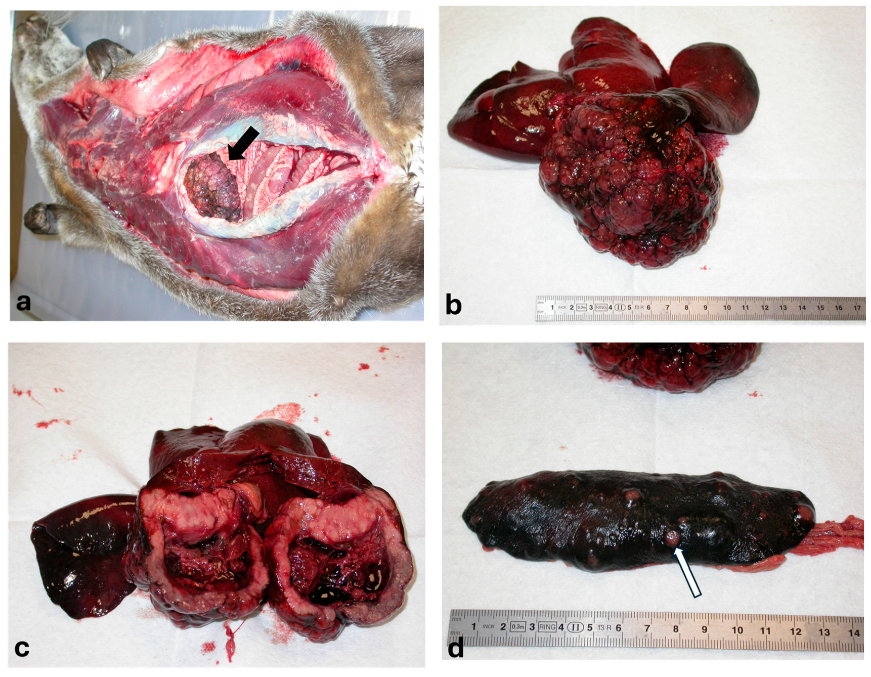 Animals 15 02484 g001 Animals 15 02484 g001