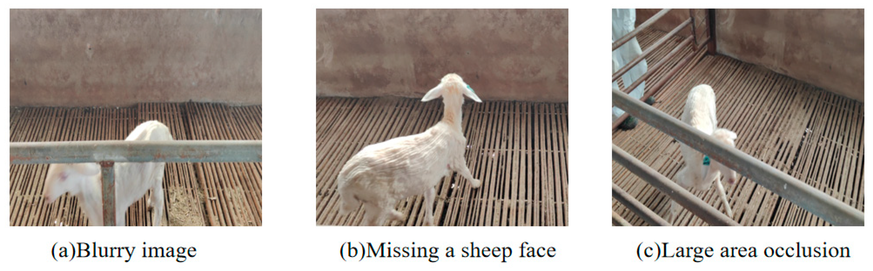 Animals 15 02499 g002