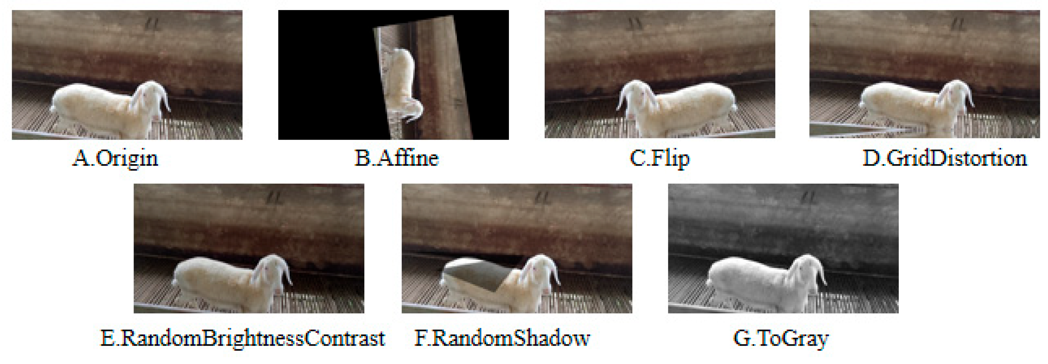 Animals 15 02499 g004