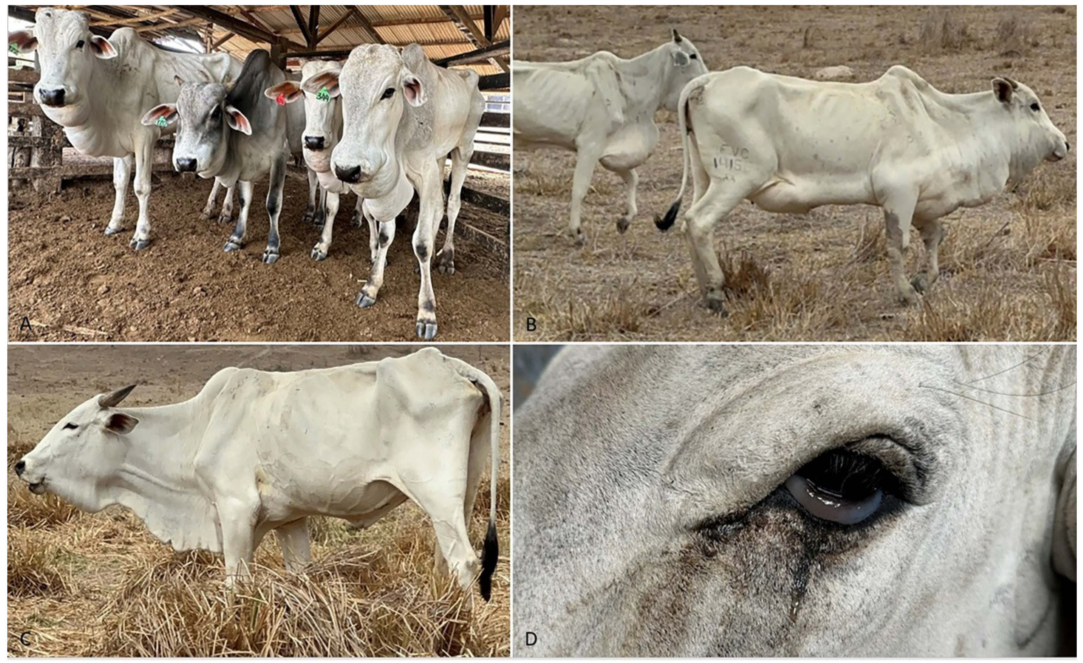 Animals 15 02501 g002