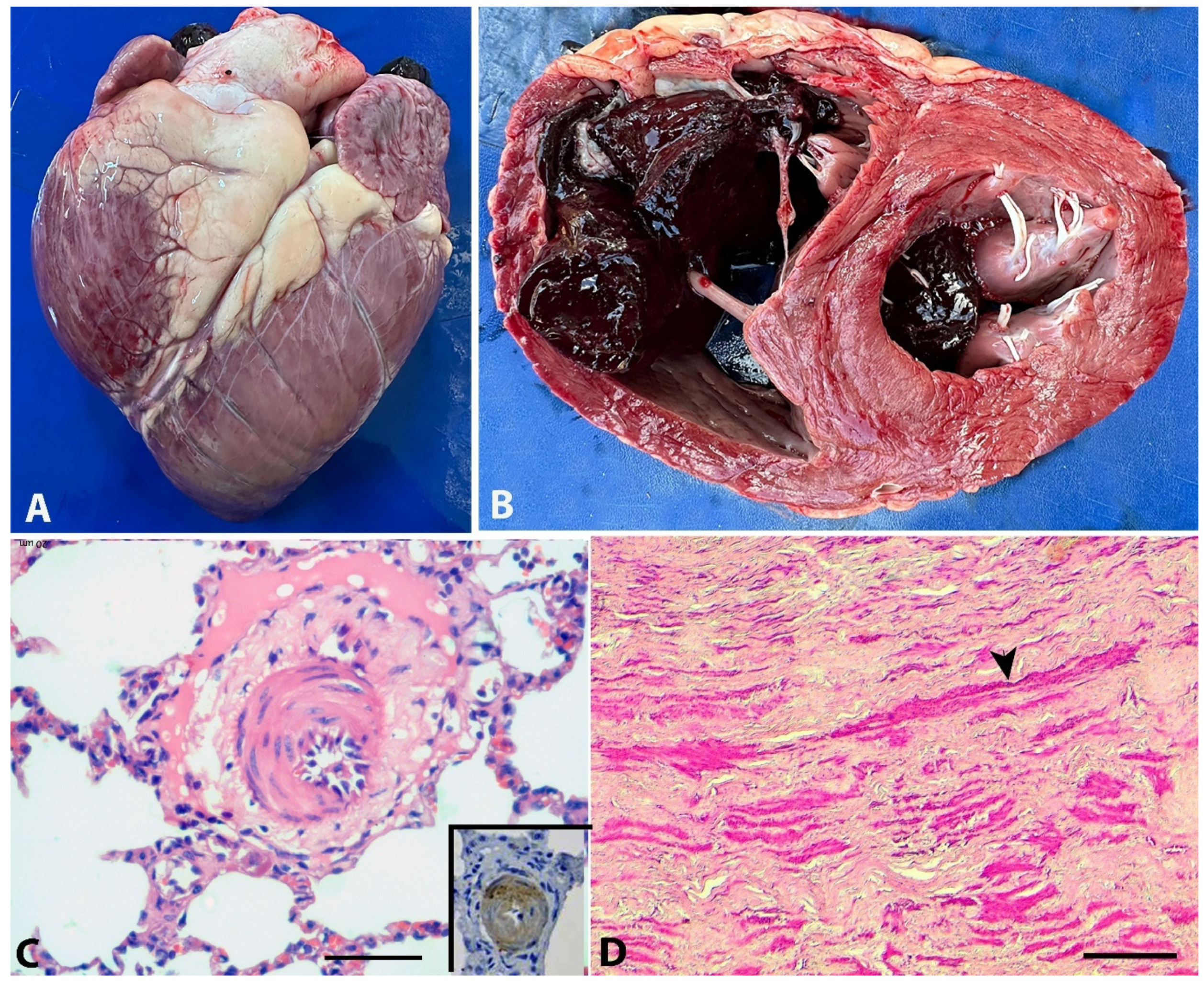 Animals 15 02501 g003