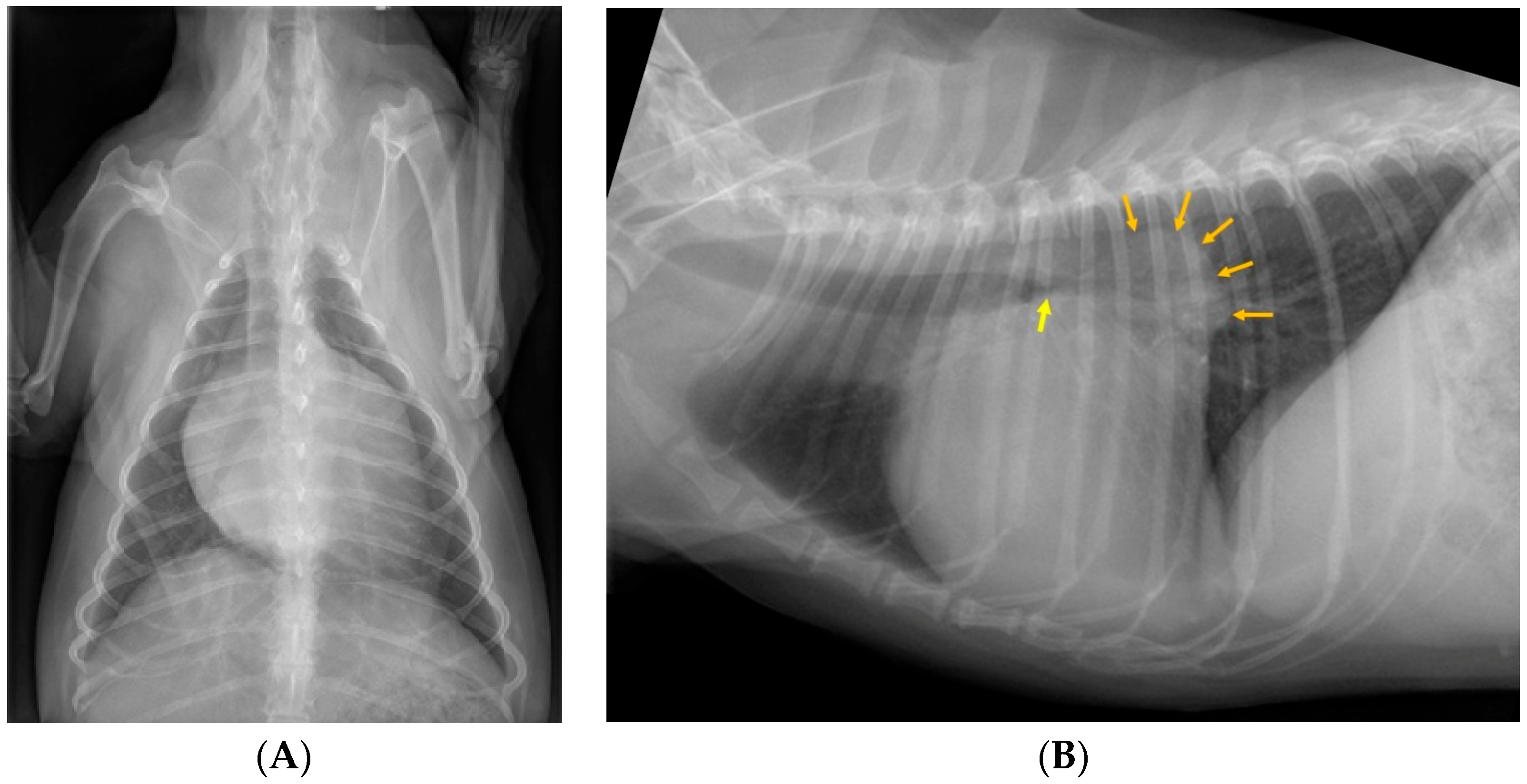 Animals 15 02510 g001