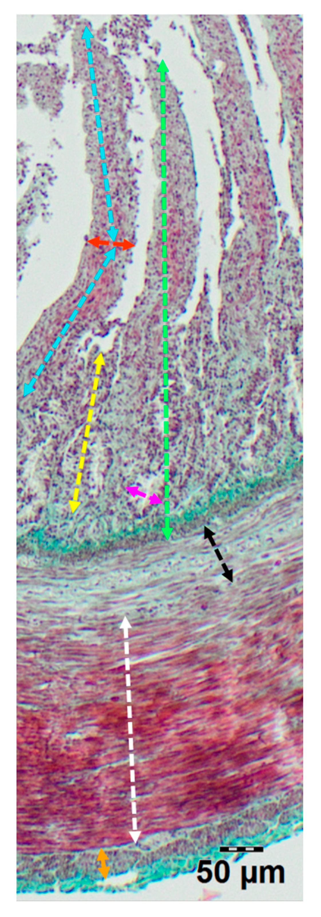 Animals 15 02511 g001