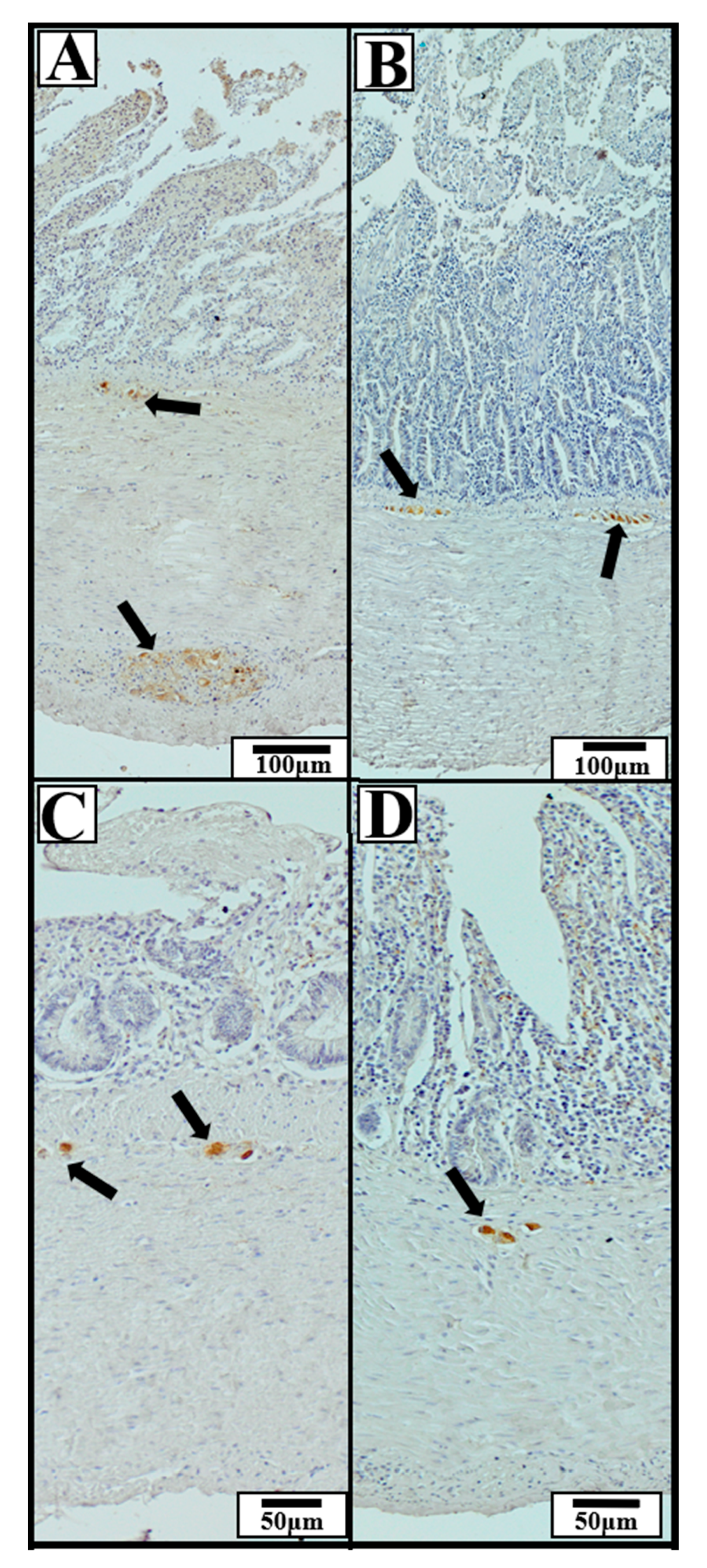 Animals 15 02511 g007