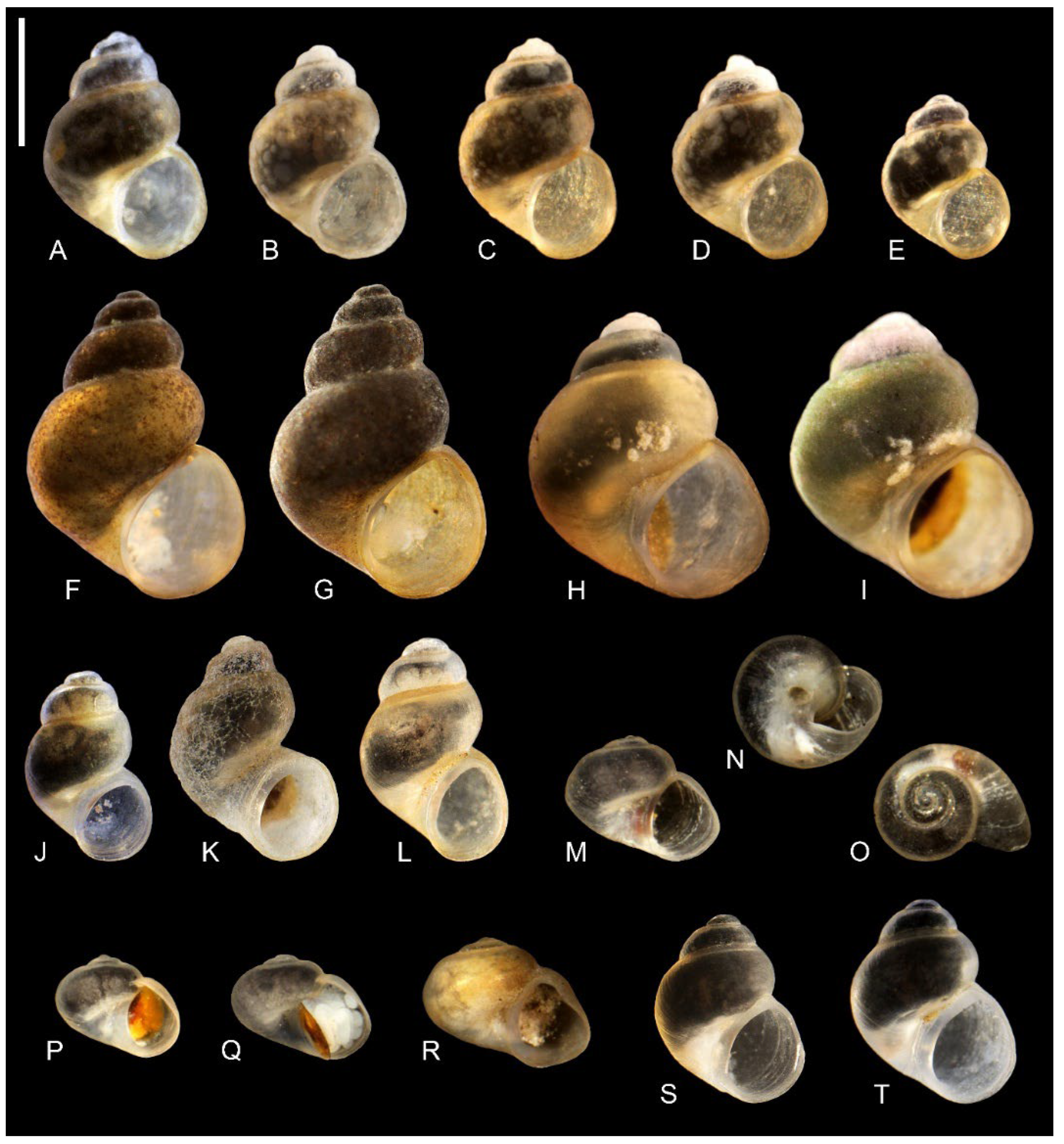 Animals 15 02512 g009