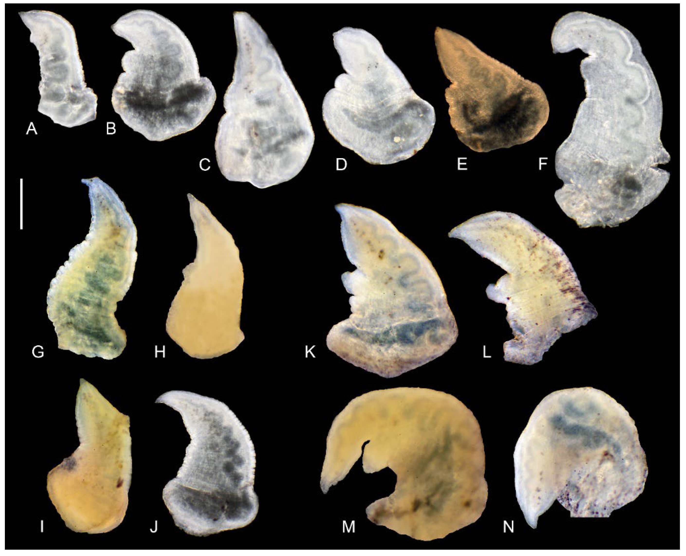 Animals 15 02512 g011