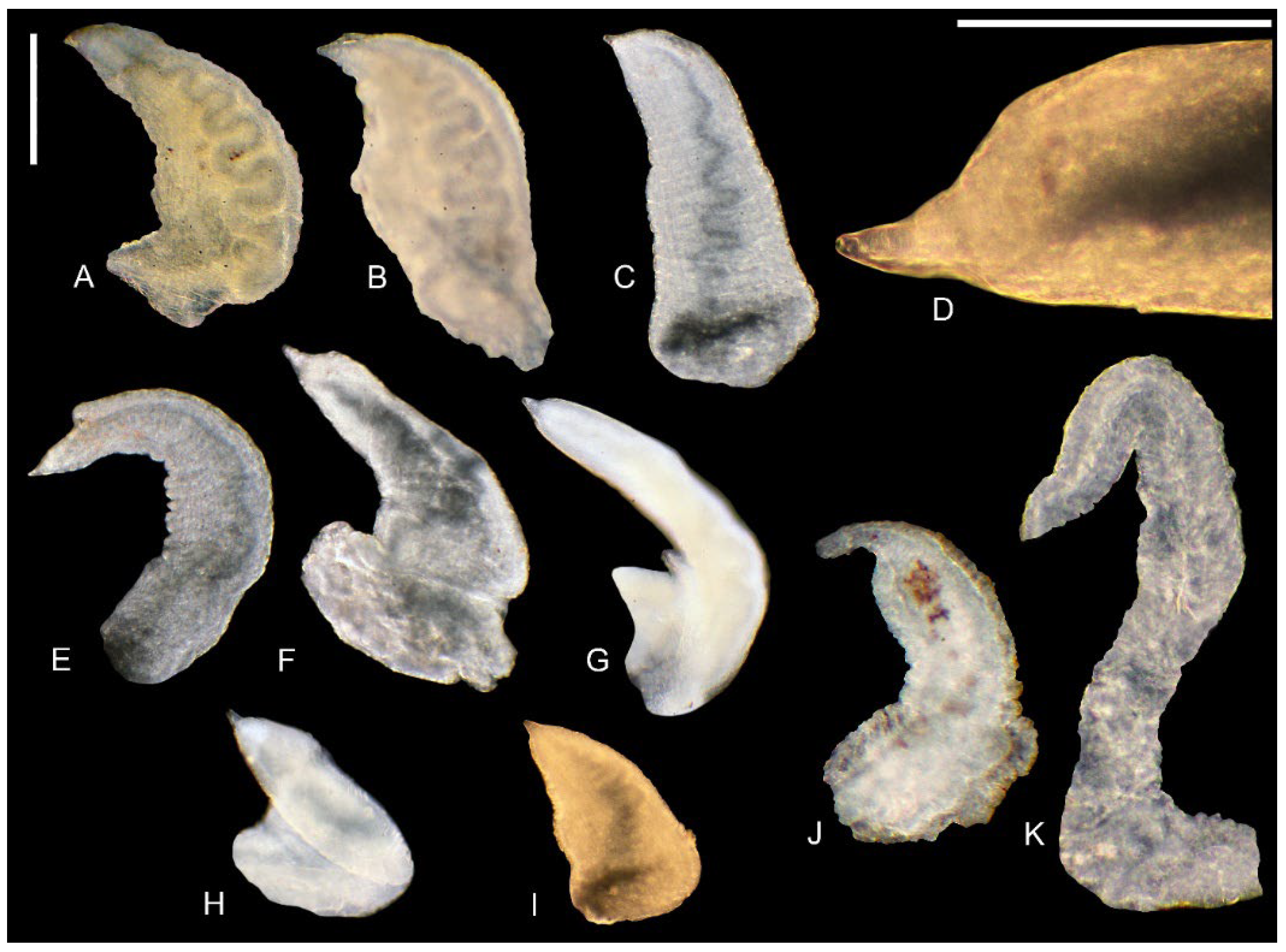 Animals 15 02512 g013