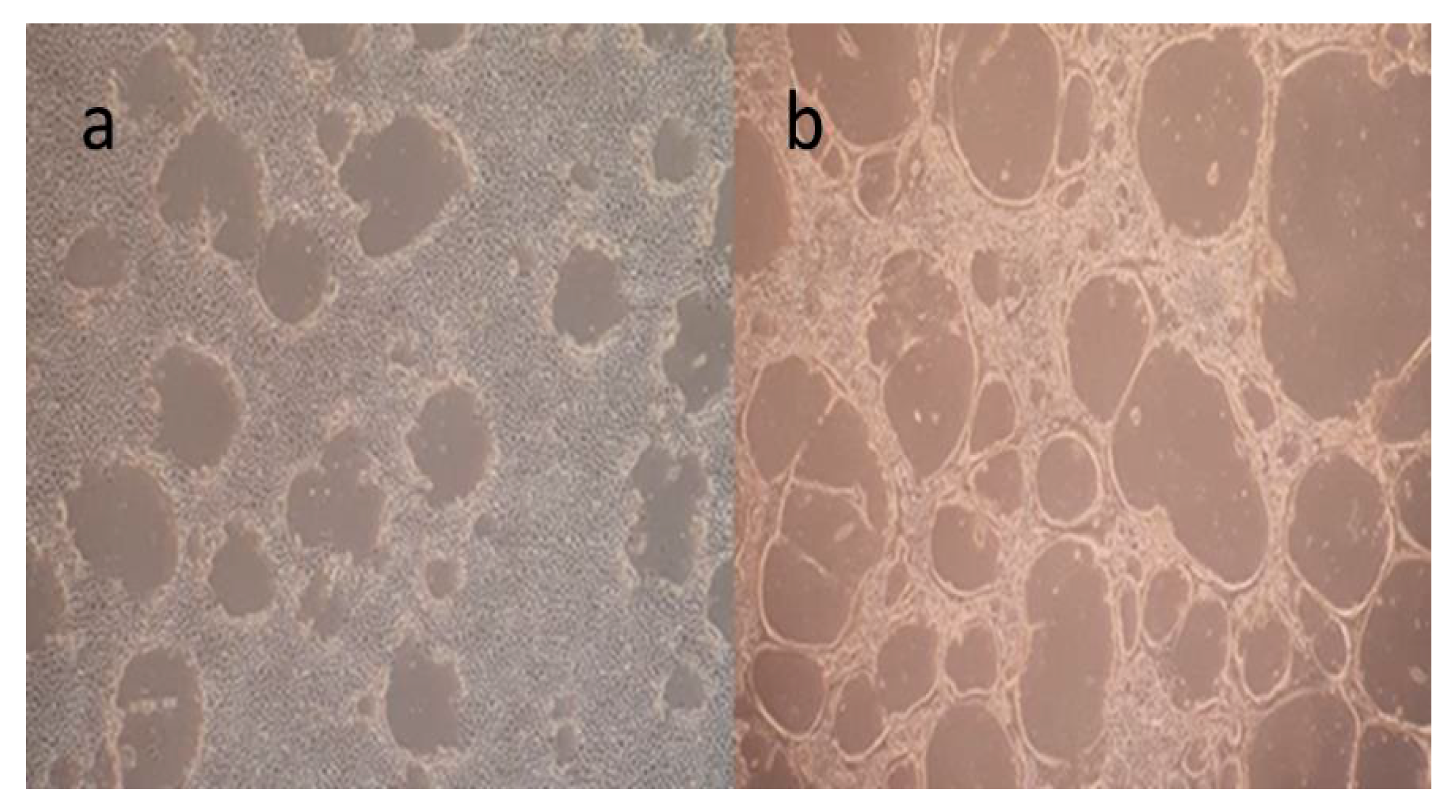 Animals 15 02523 g002