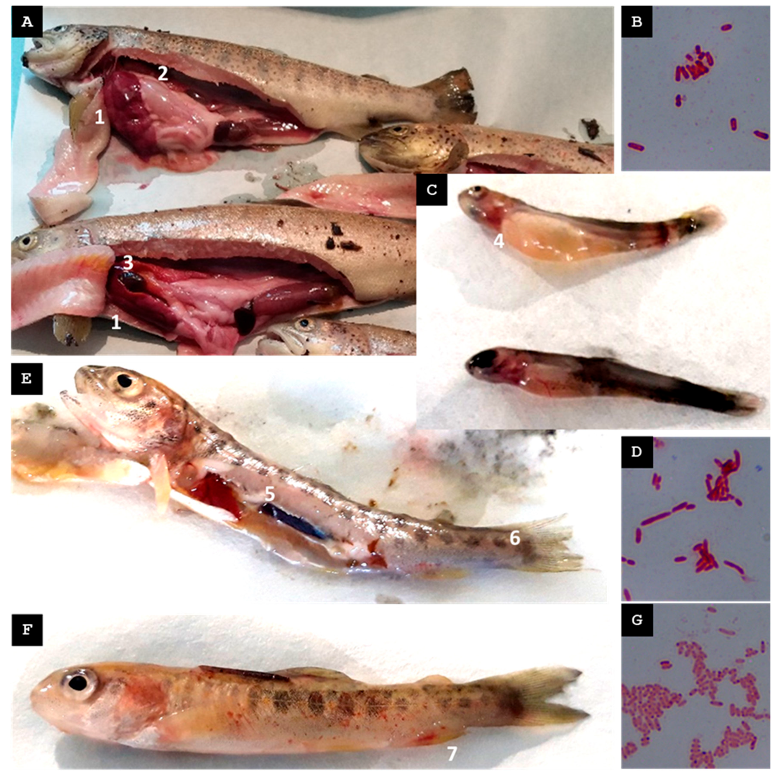 Animals 15 02532 g003 Animals 15 02532 g003