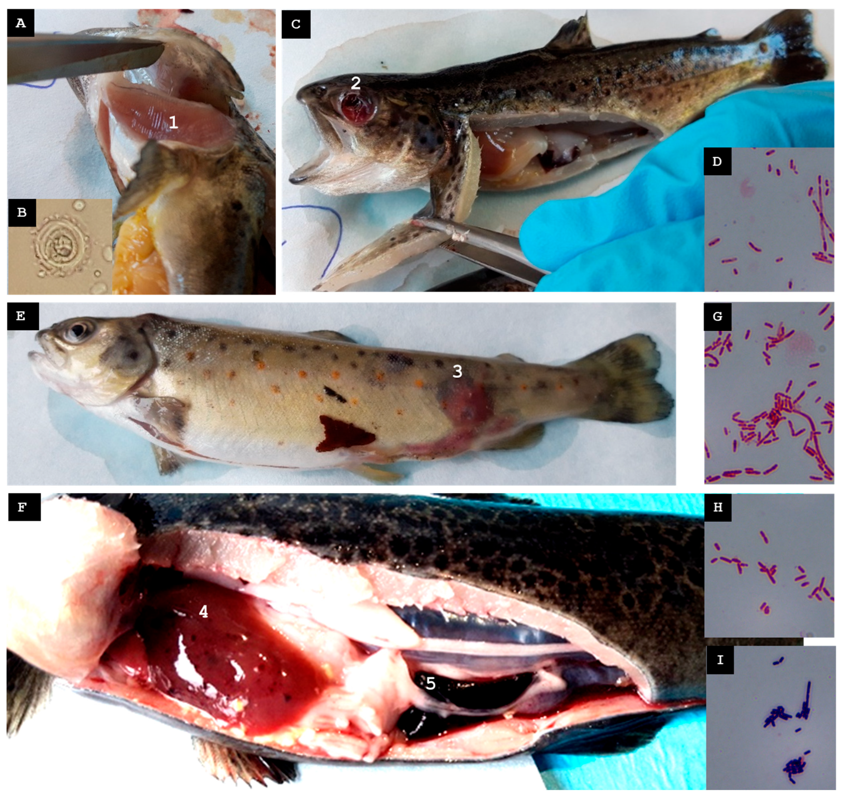 Animals 15 02532 g004 Animals 15 02532 g004