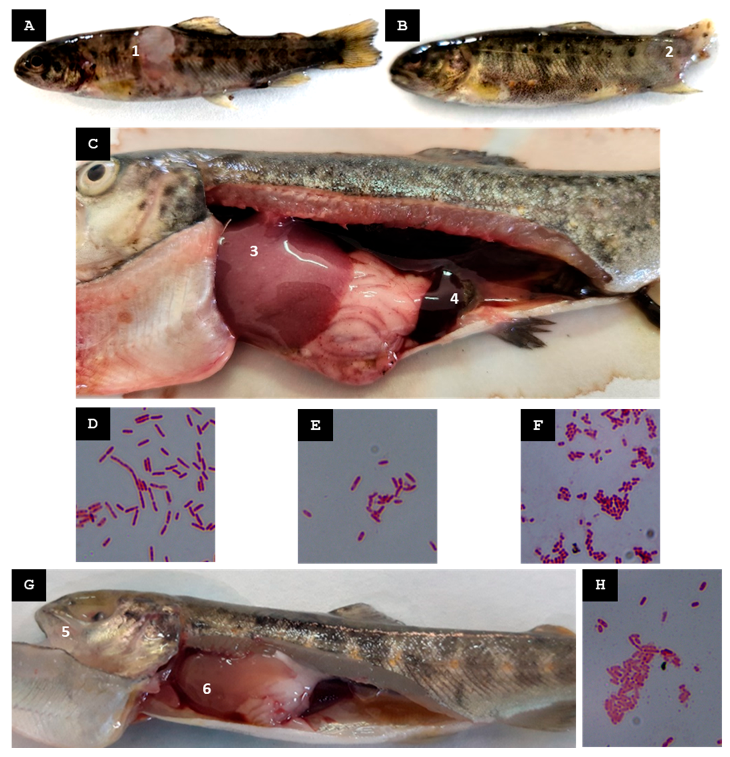 Animals 15 02532 g005 Animals 15 02532 g005