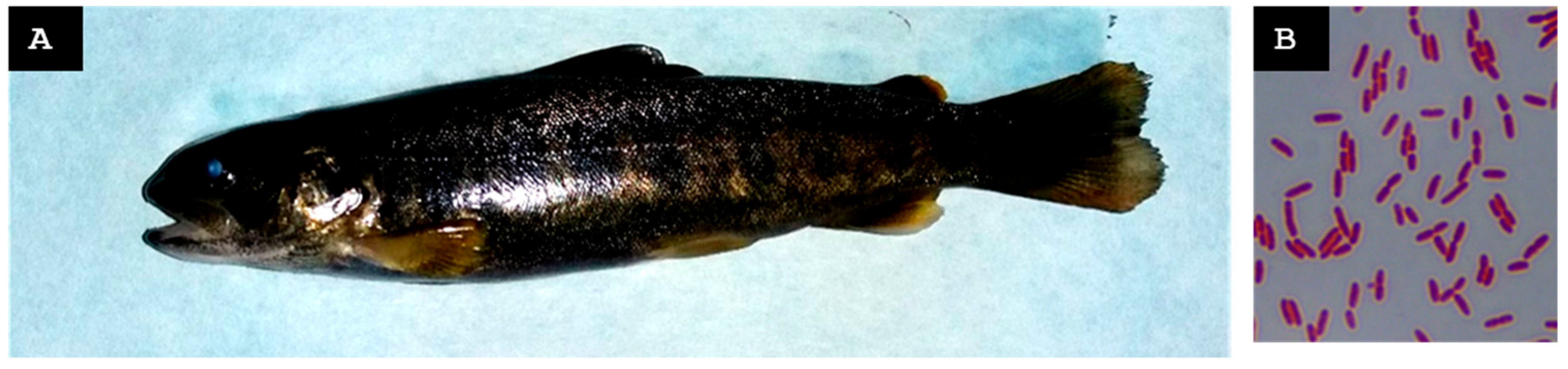 Animals 15 02532 g006 Animals 15 02532 g006