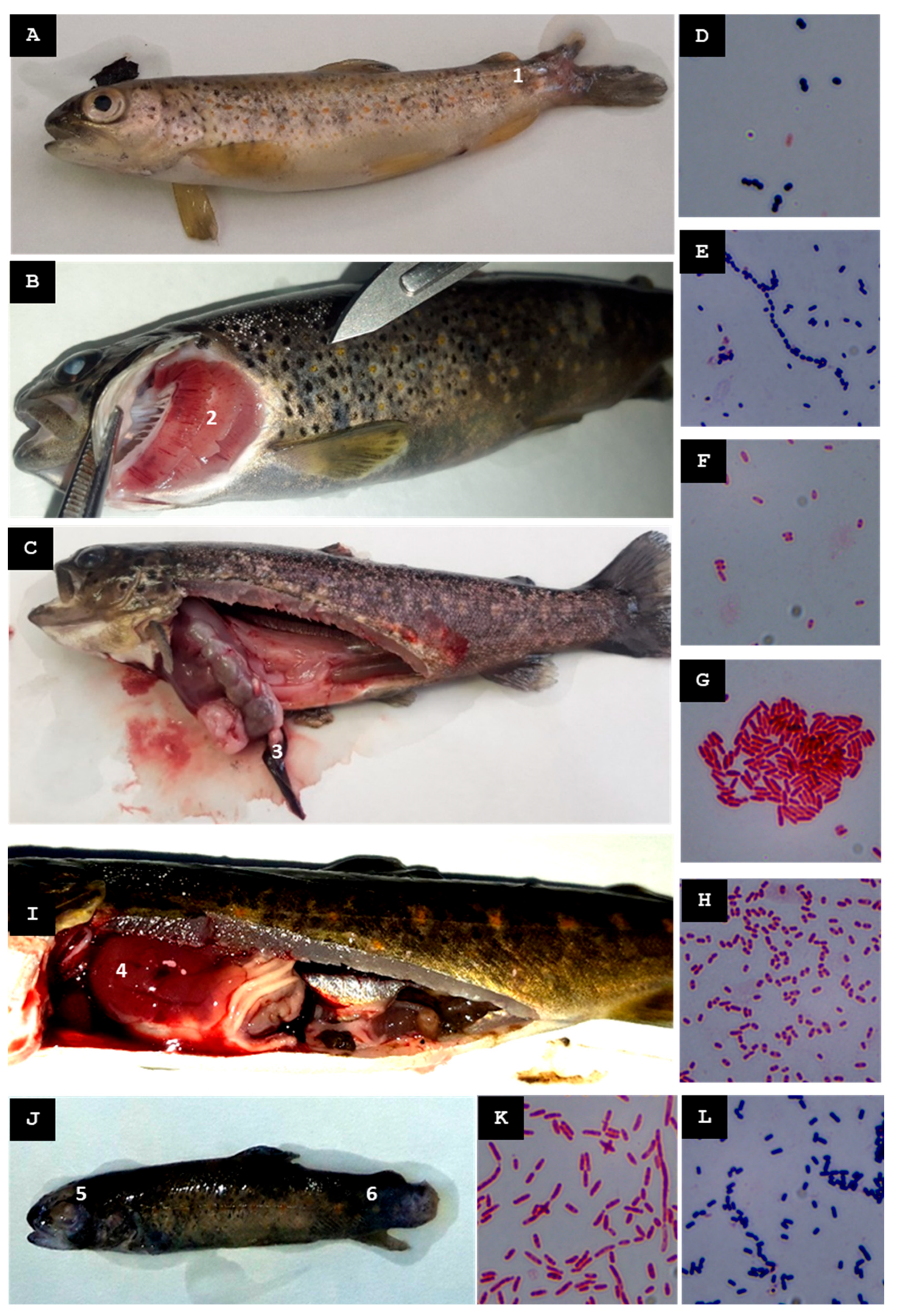 Animals 15 02532 g007 Animals 15 02532 g007