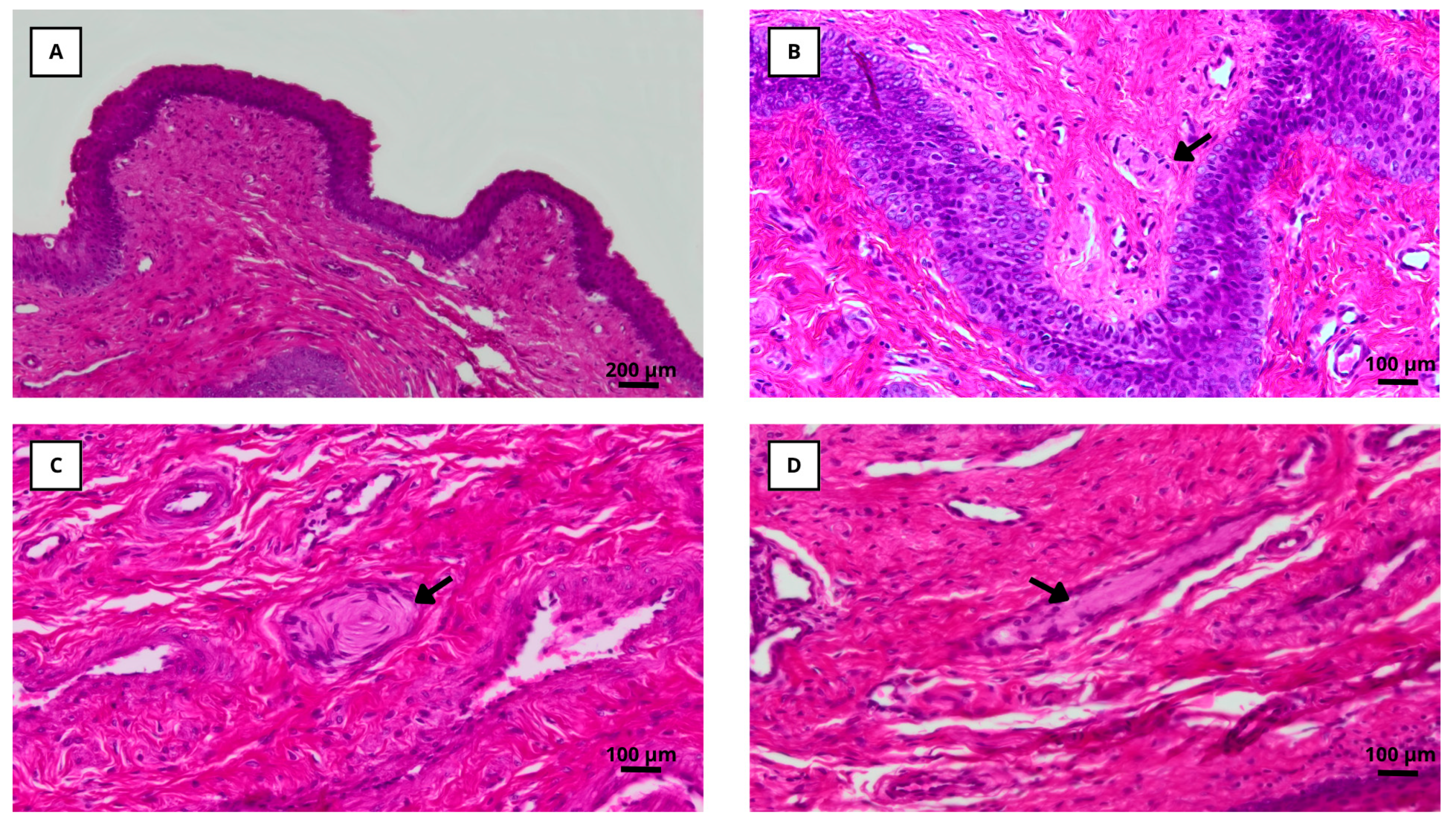 Animals 15 02544 g003