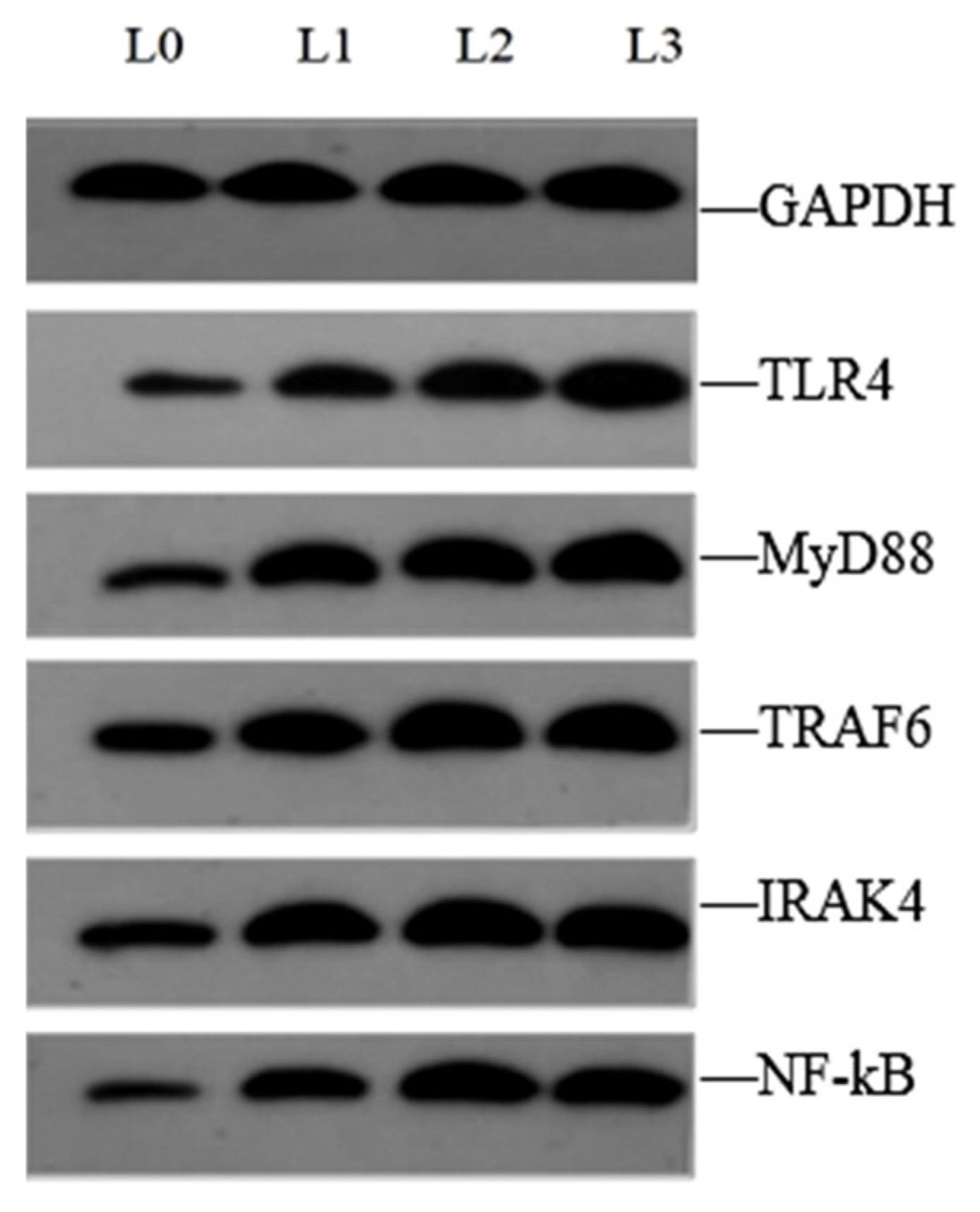 Animals 15 02554 g006 Animals 15 02554 g006