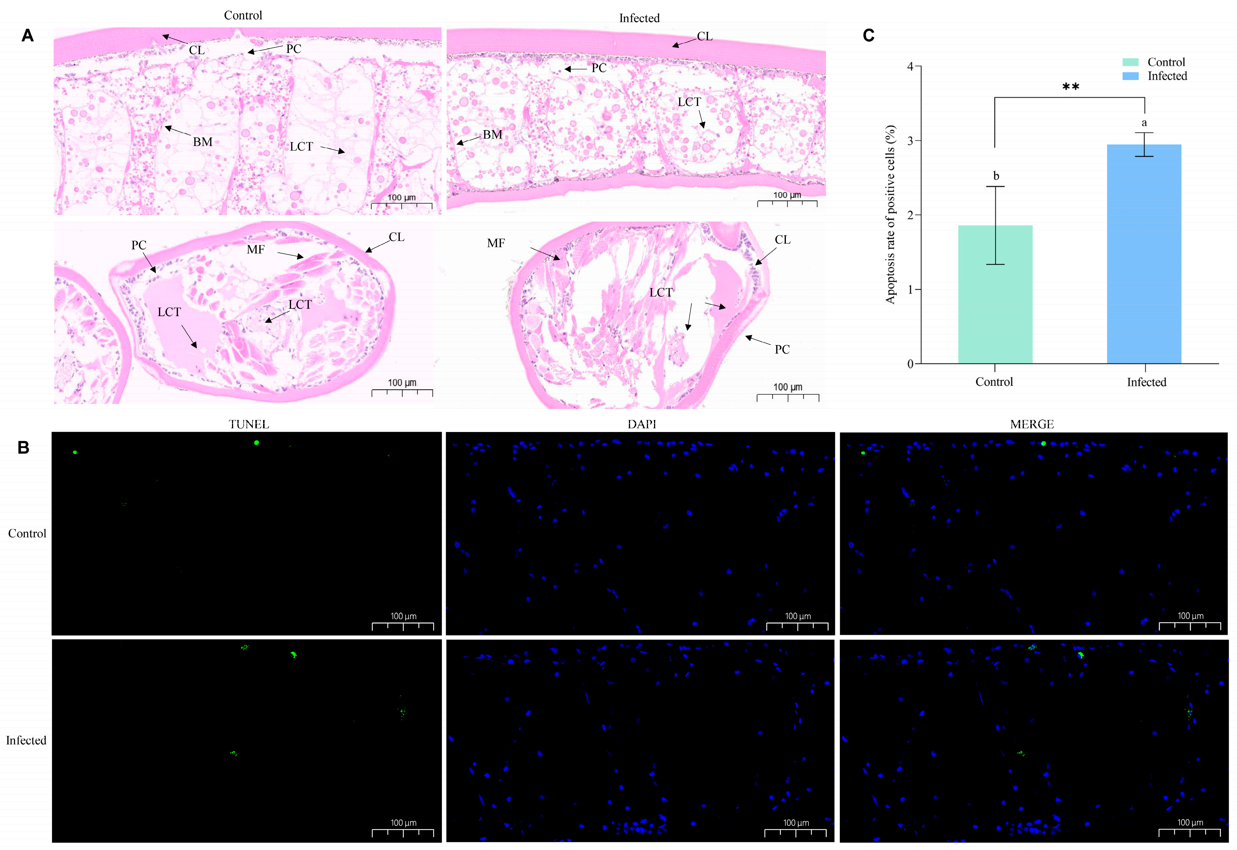 Animals 15 02556 g002