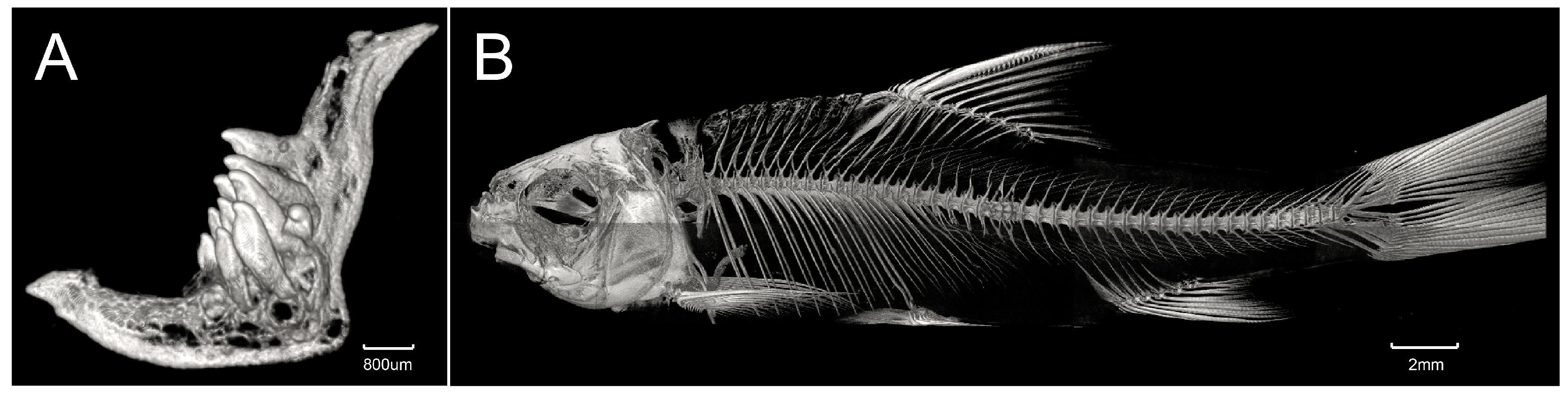 Animals 15 02563 g003 Animals 15 02563 g003