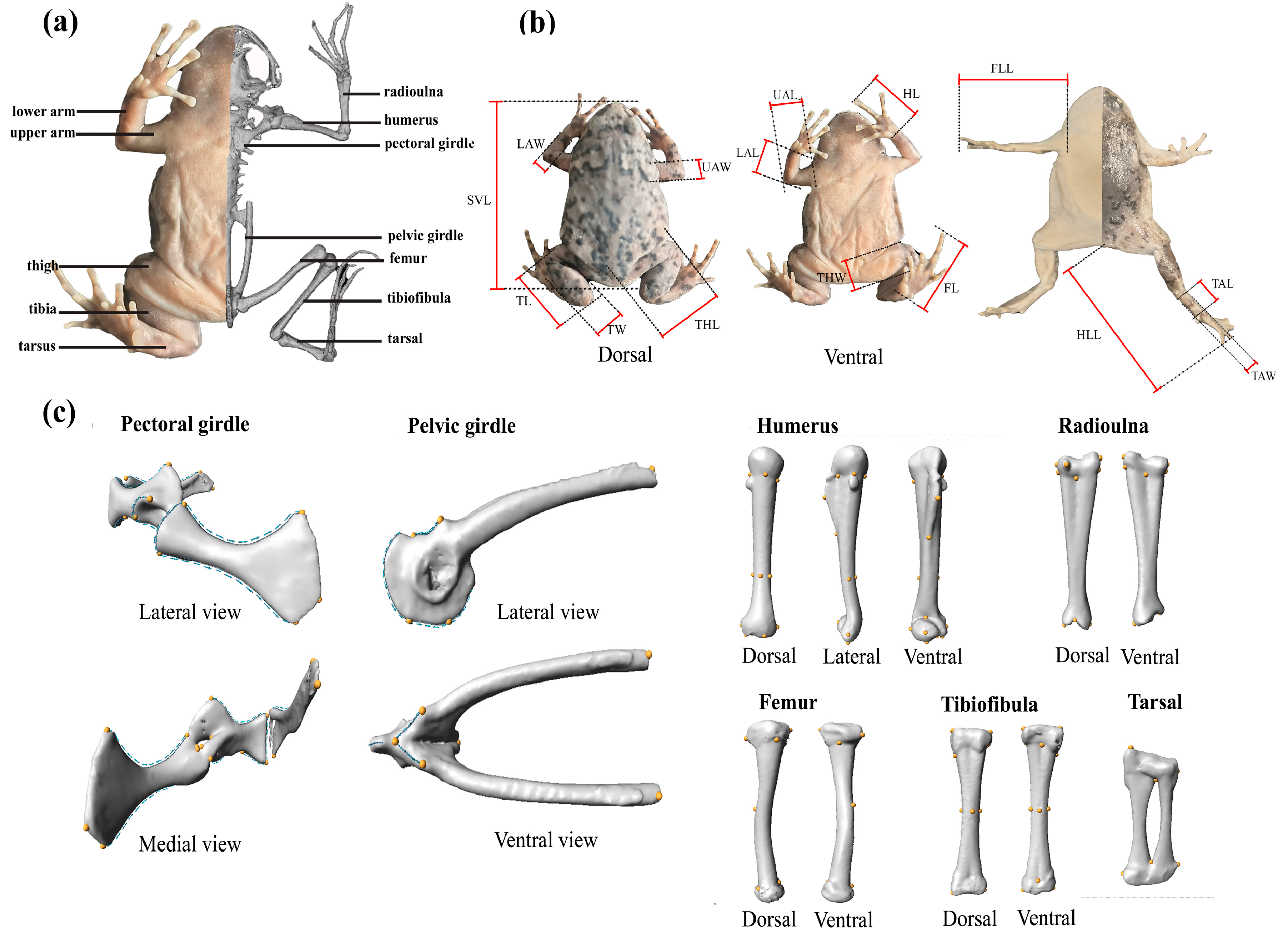 Animals 15 02566 g001