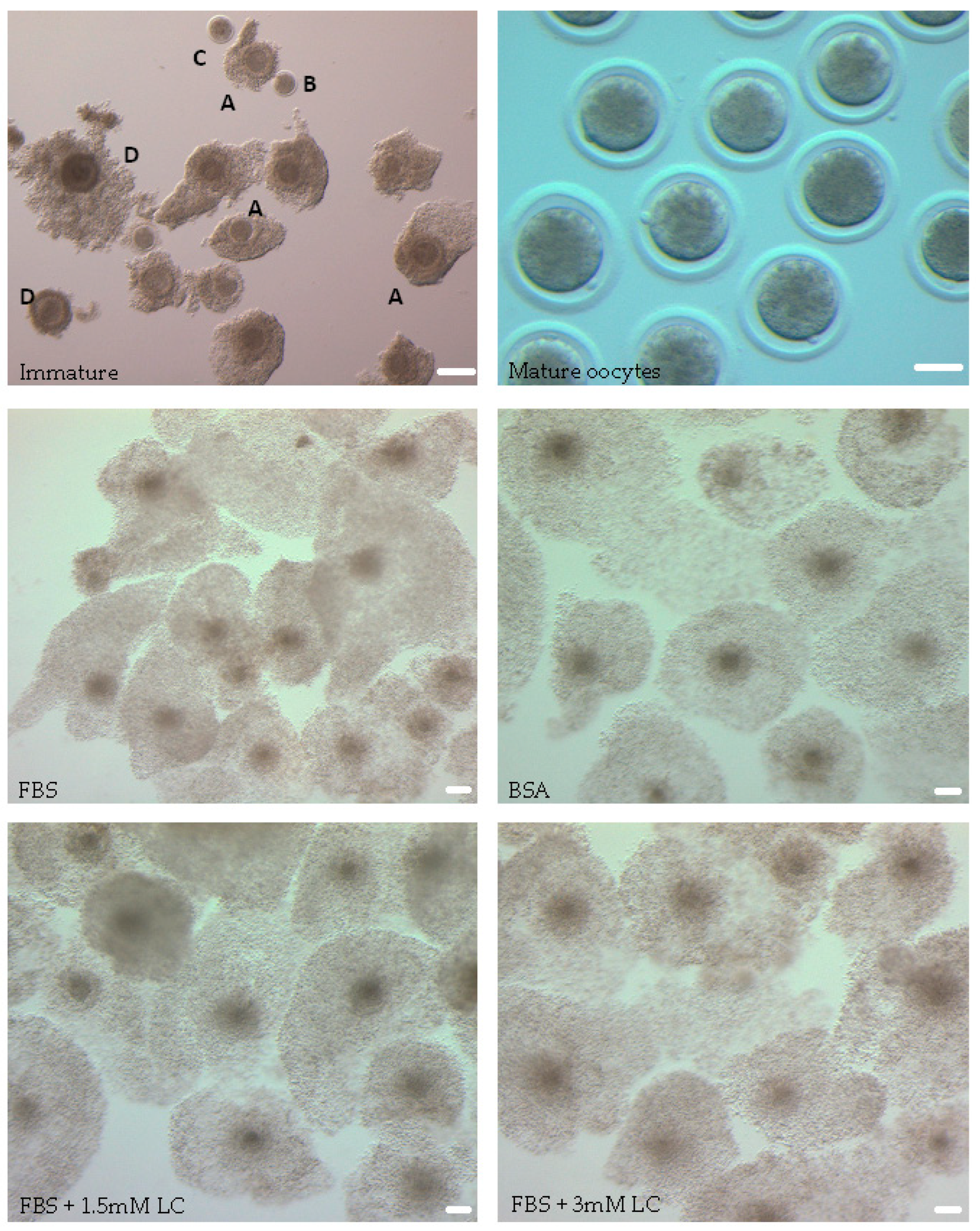 Animals 15 02576 g001 Animals 15 02576 g001