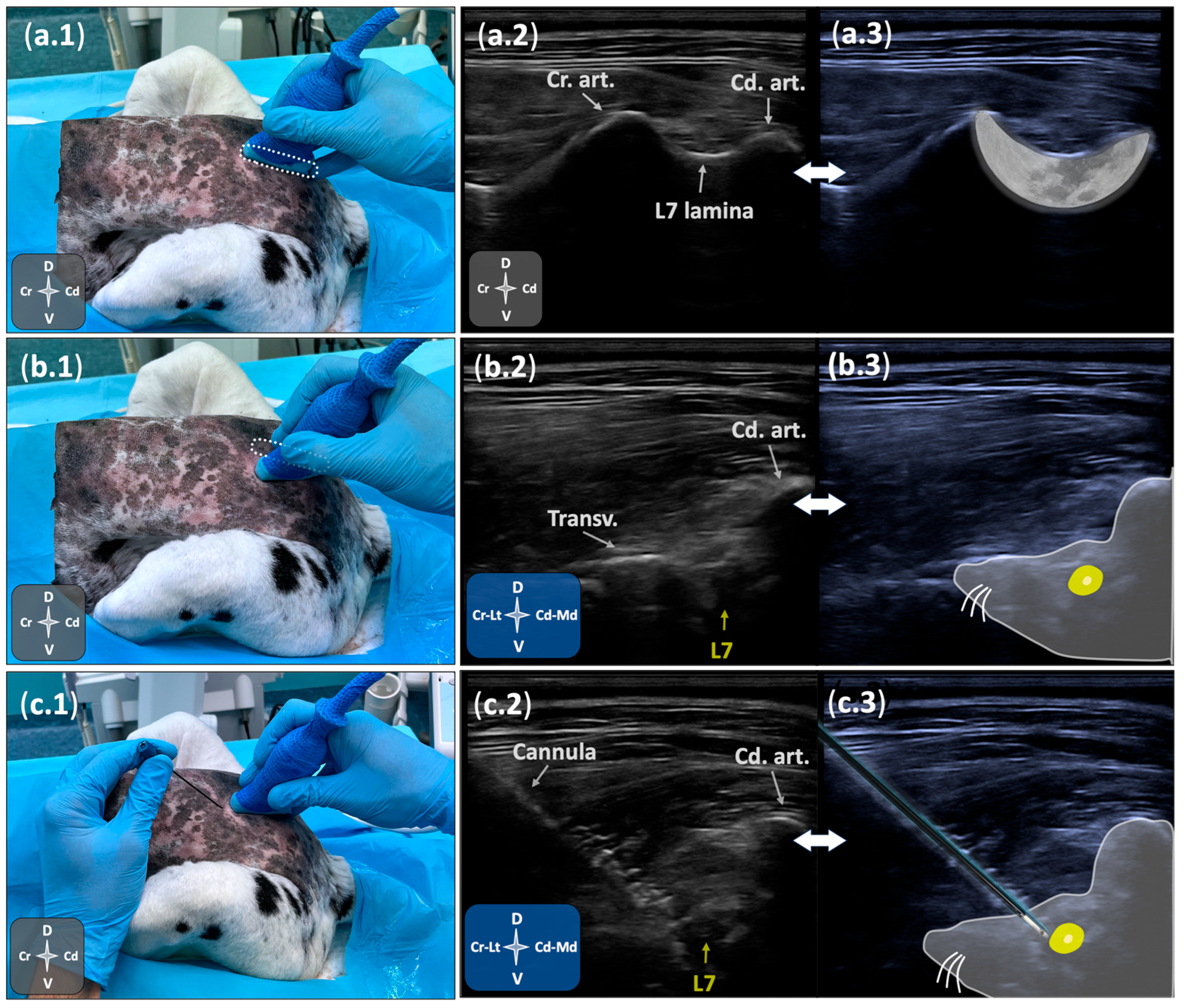 Animals 15 02586 g001