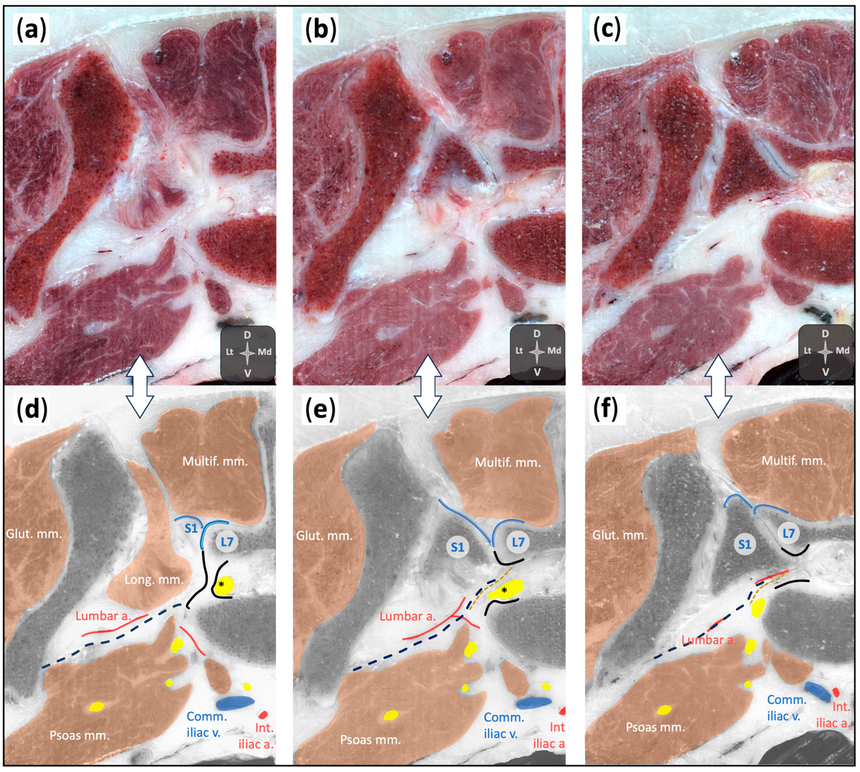 Animals 15 02586 g003