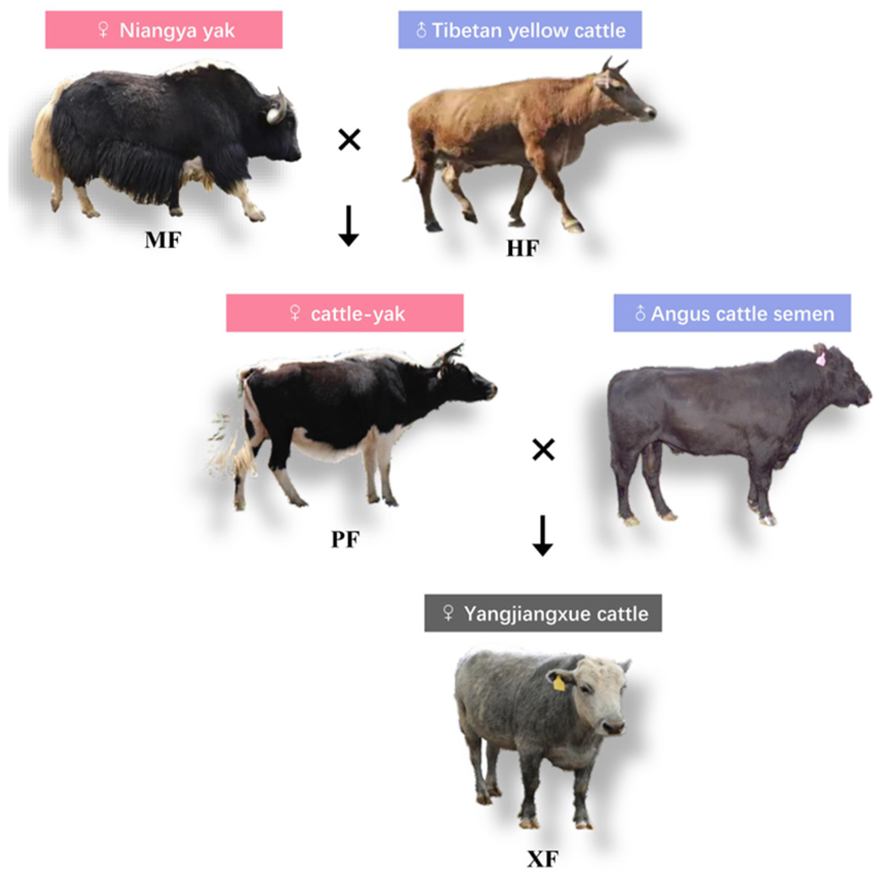 Animals 15 02599 g001