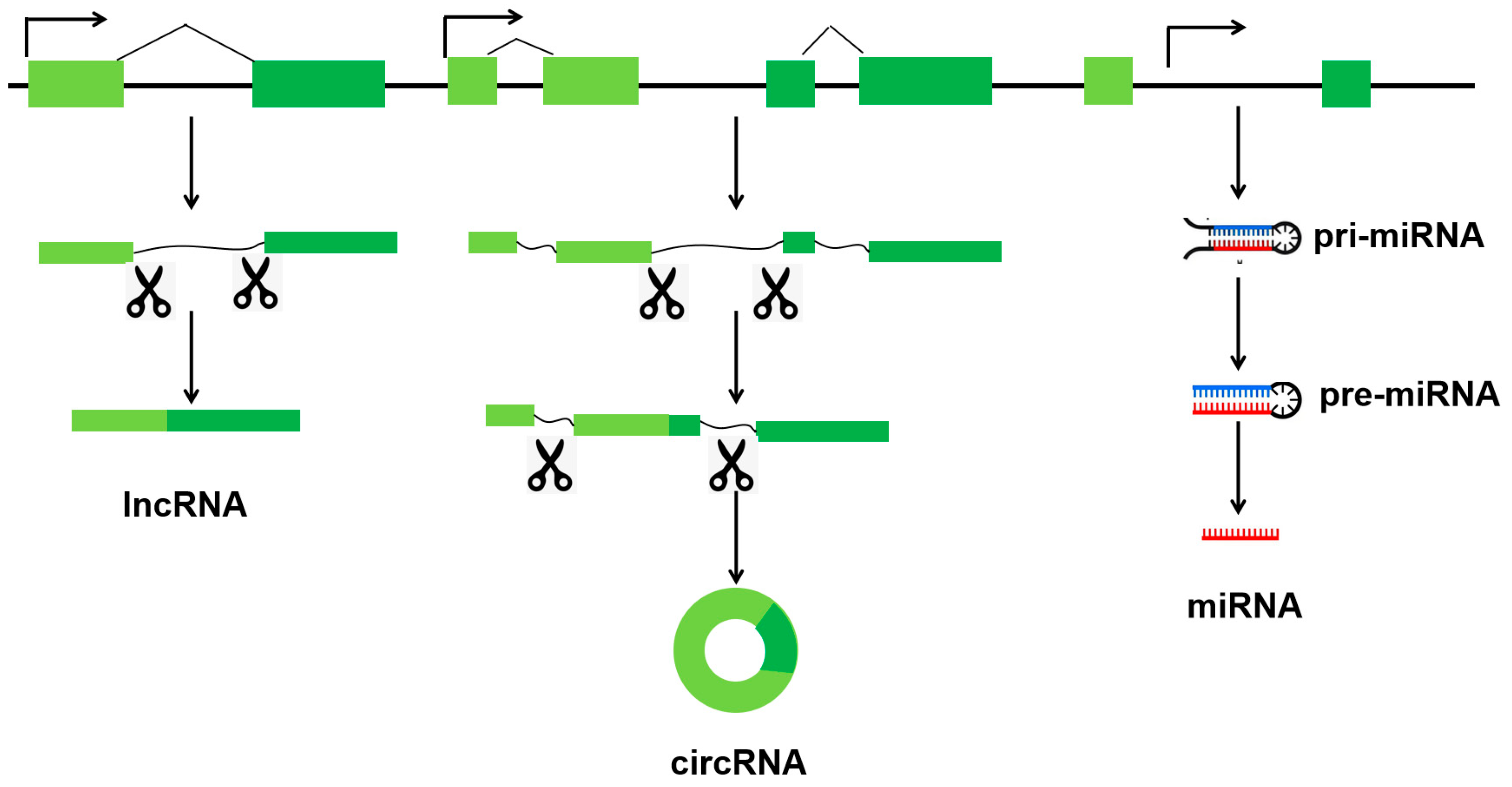 Animals 15 02621 g001 Animals 15 02621 g001