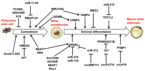 アイドル A.g エクストラパック 第49弾 アイドル♪ギャラクシーフェスタ ｜ Z