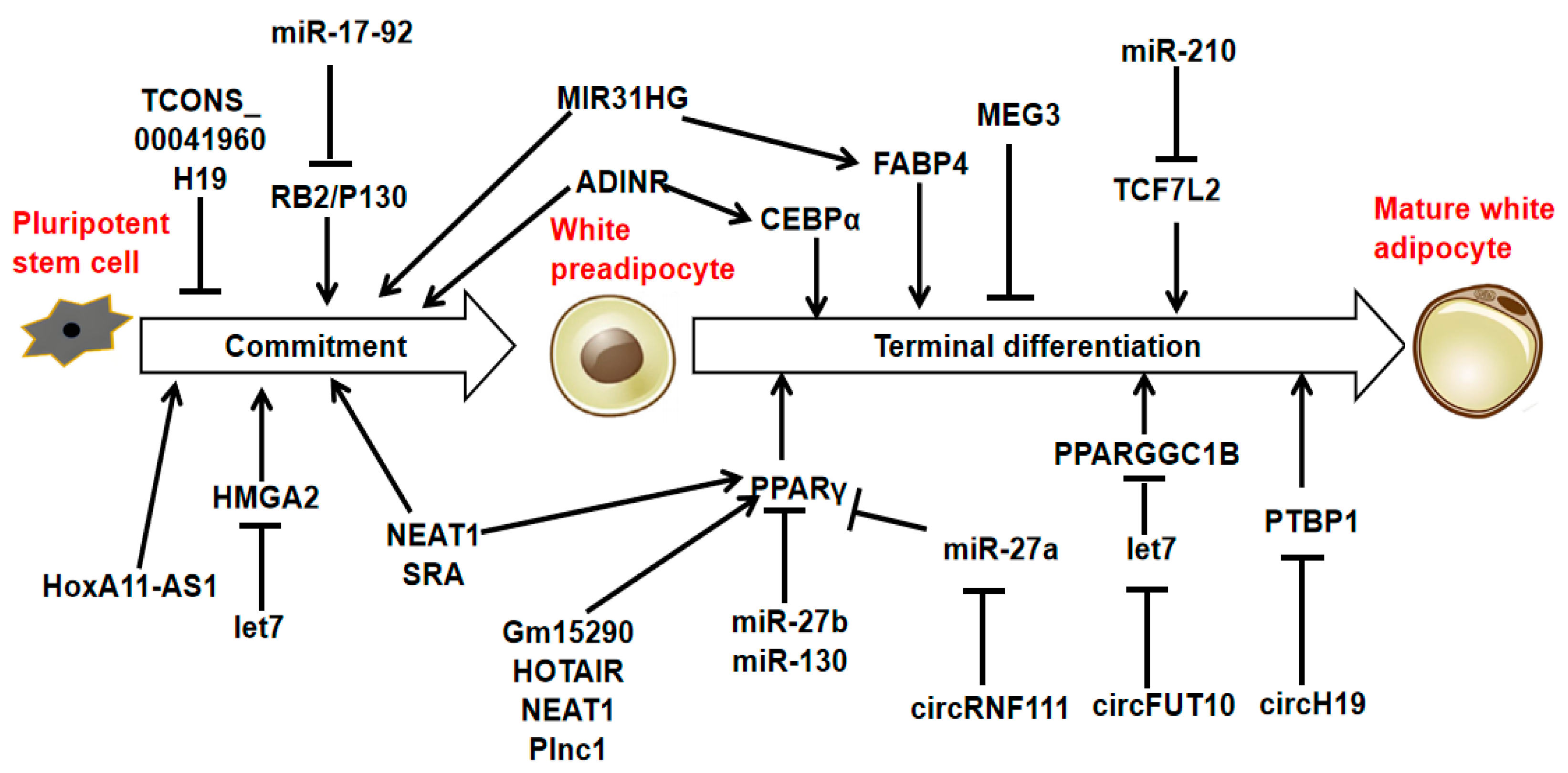 Animals 15 02621 g002 Animals 15 02621 g002