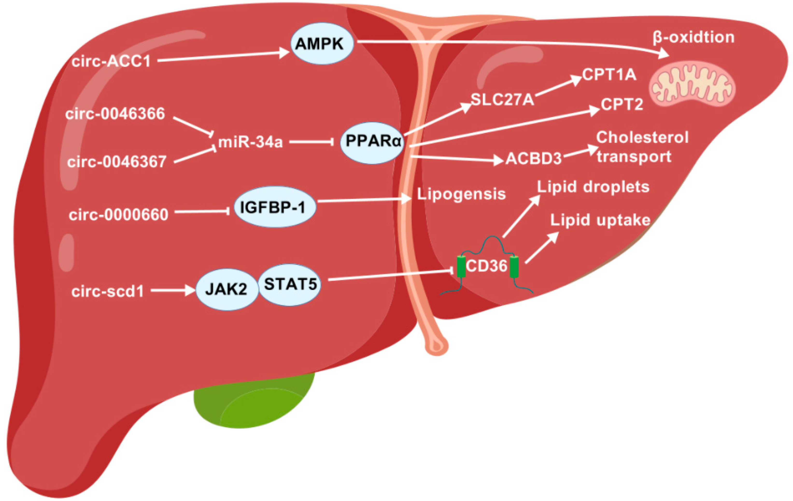 Animals 15 02621 g006 Animals 15 02621 g006