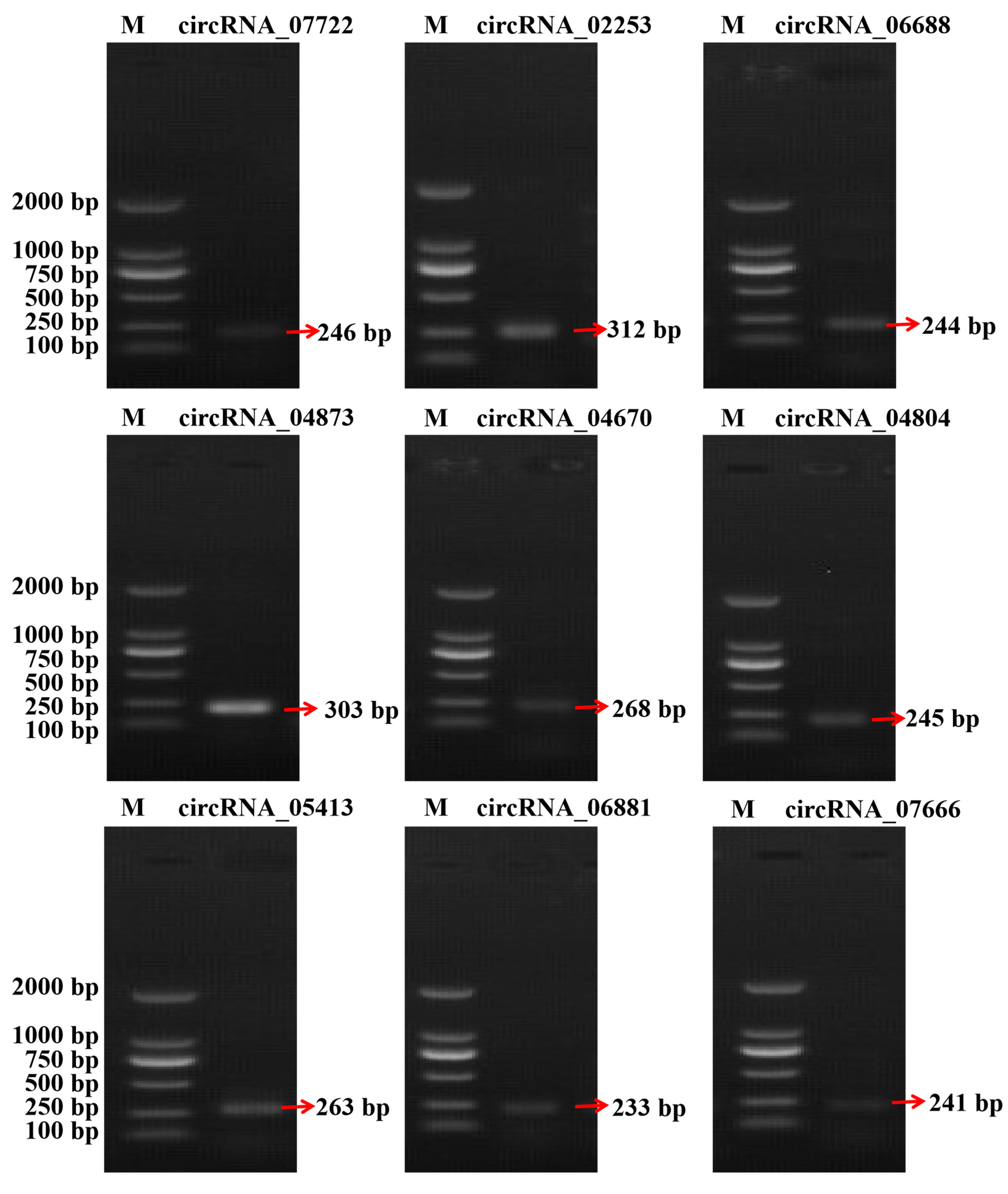 Animals 15 02629 g006 Animals 15 02629 g006