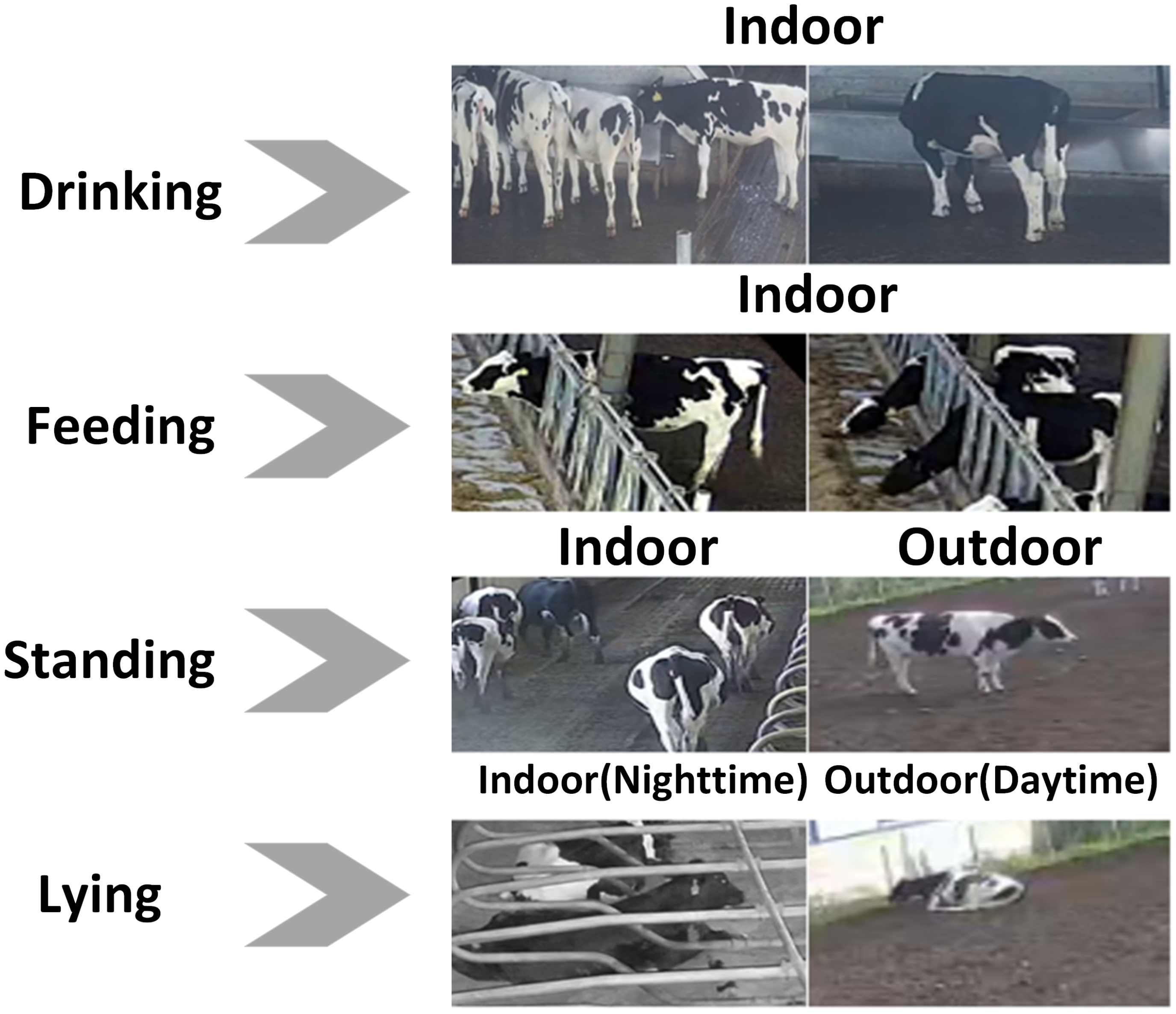 Animals 15 02631 g004 Animals 15 02631 g004