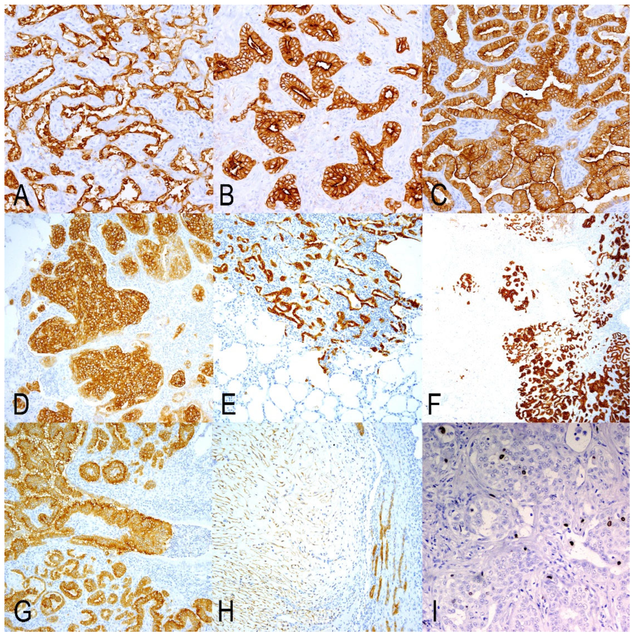 Animals 15 02632 g002 Animals 15 02632 g002