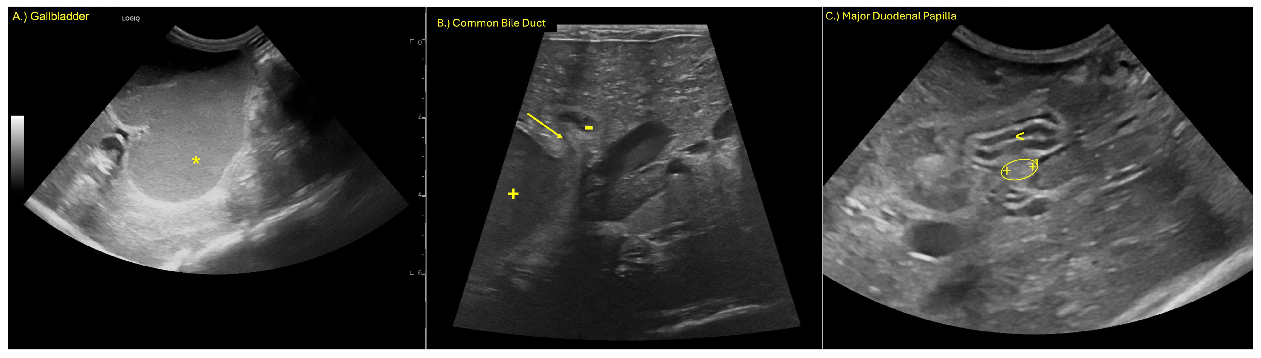 Animals 15 02634 g001