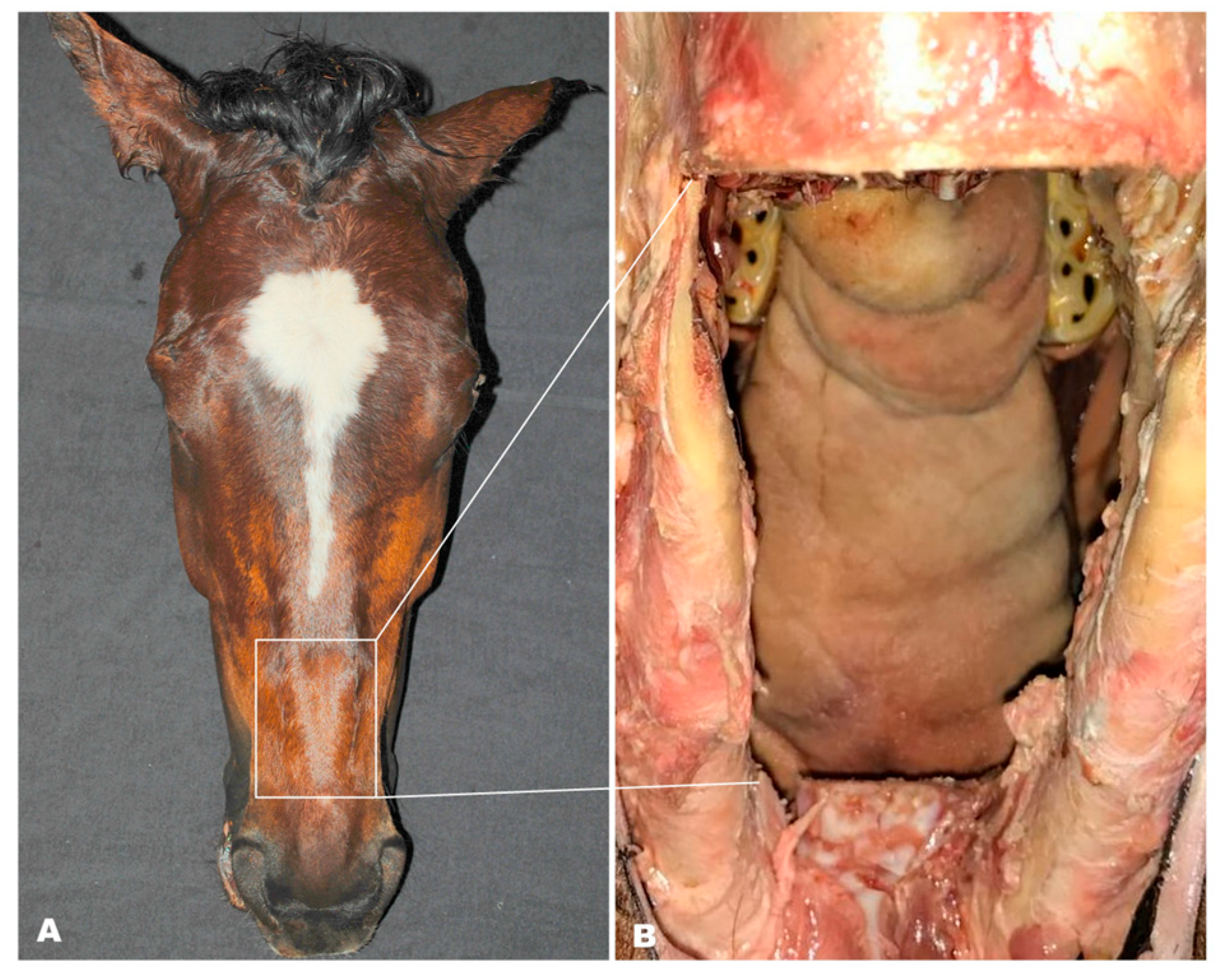 Animals 15 02648 g001