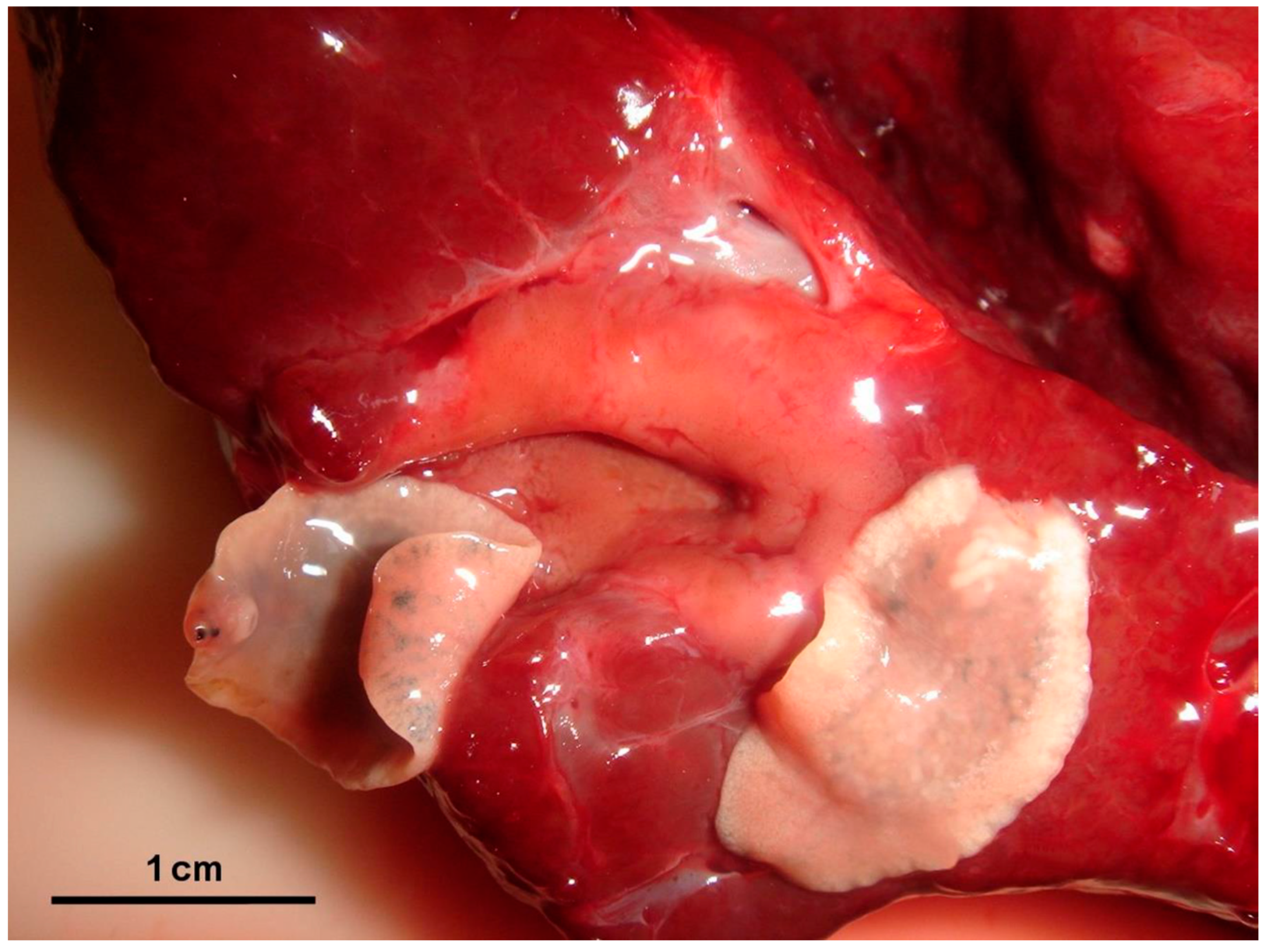 Animals 15 02649 g002 Animals 15 02649 g002