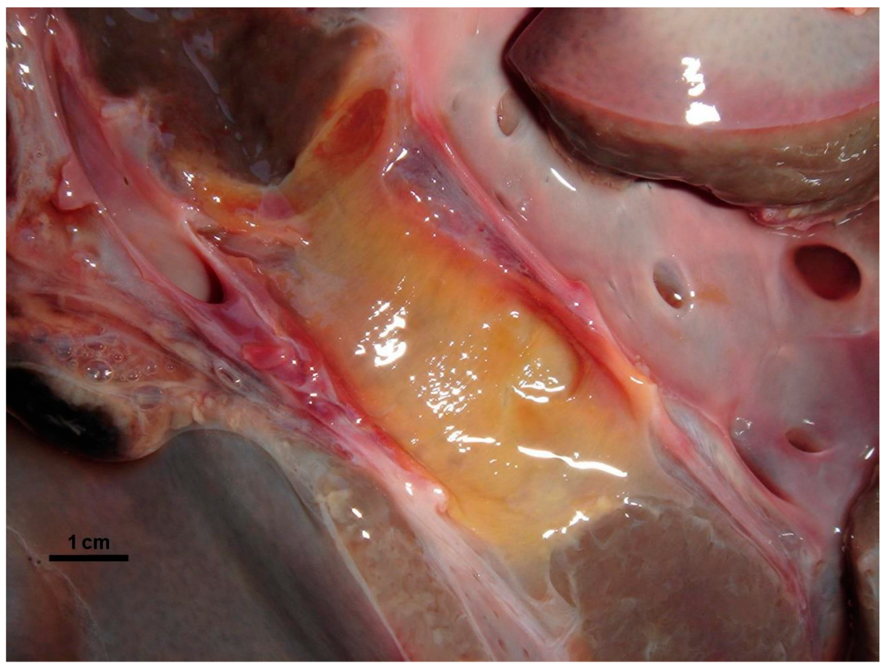 Animals 15 02649 g003 Animals 15 02649 g003