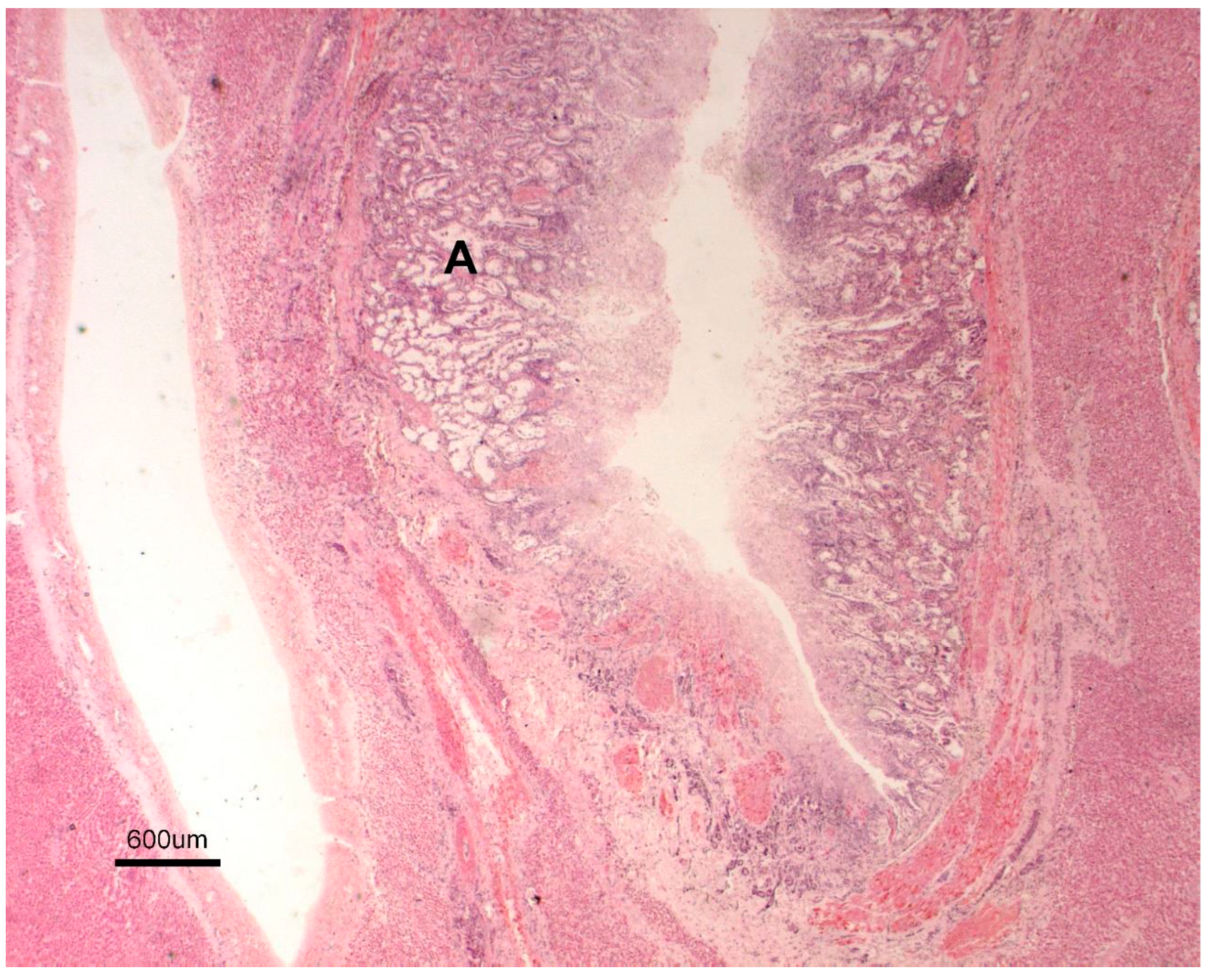 Animals 15 02649 g004 Animals 15 02649 g004