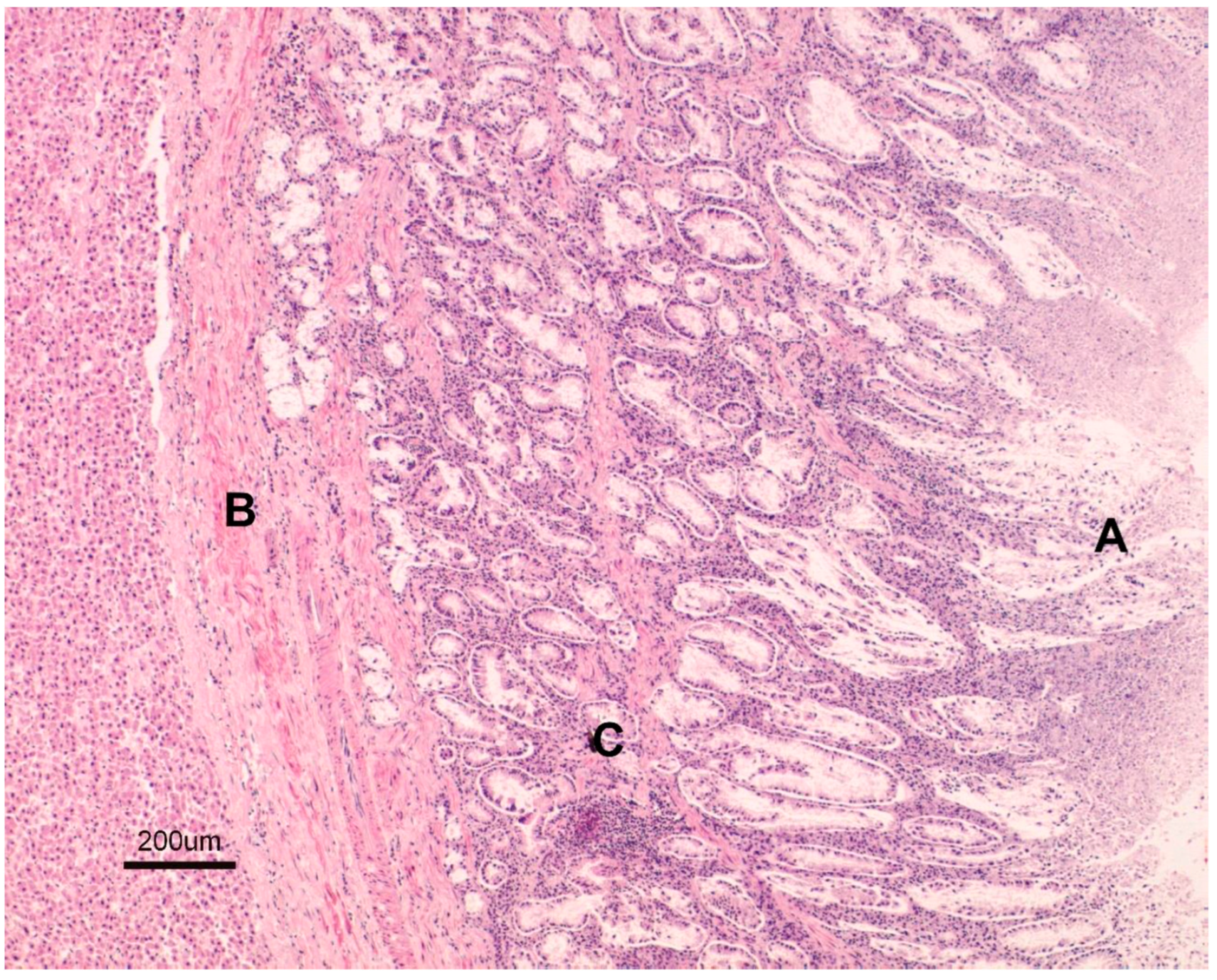 Animals 15 02649 g005 Animals 15 02649 g005