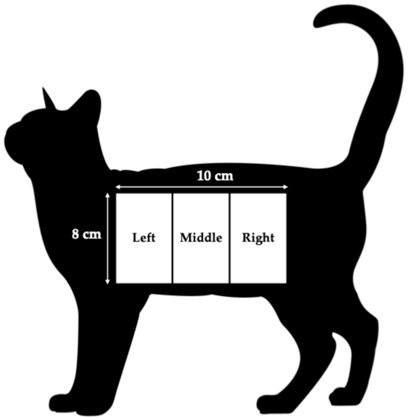 Animals 15 02662 g002