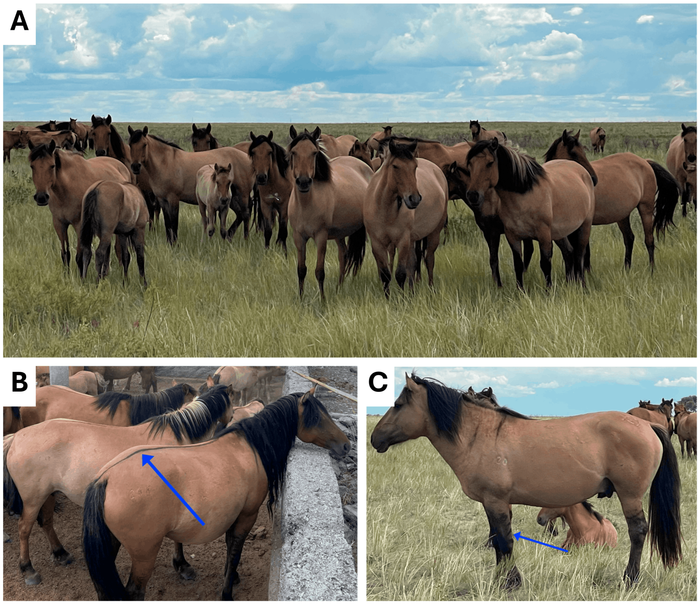 Animals 15 02667 g001 Animals 15 02667 g001