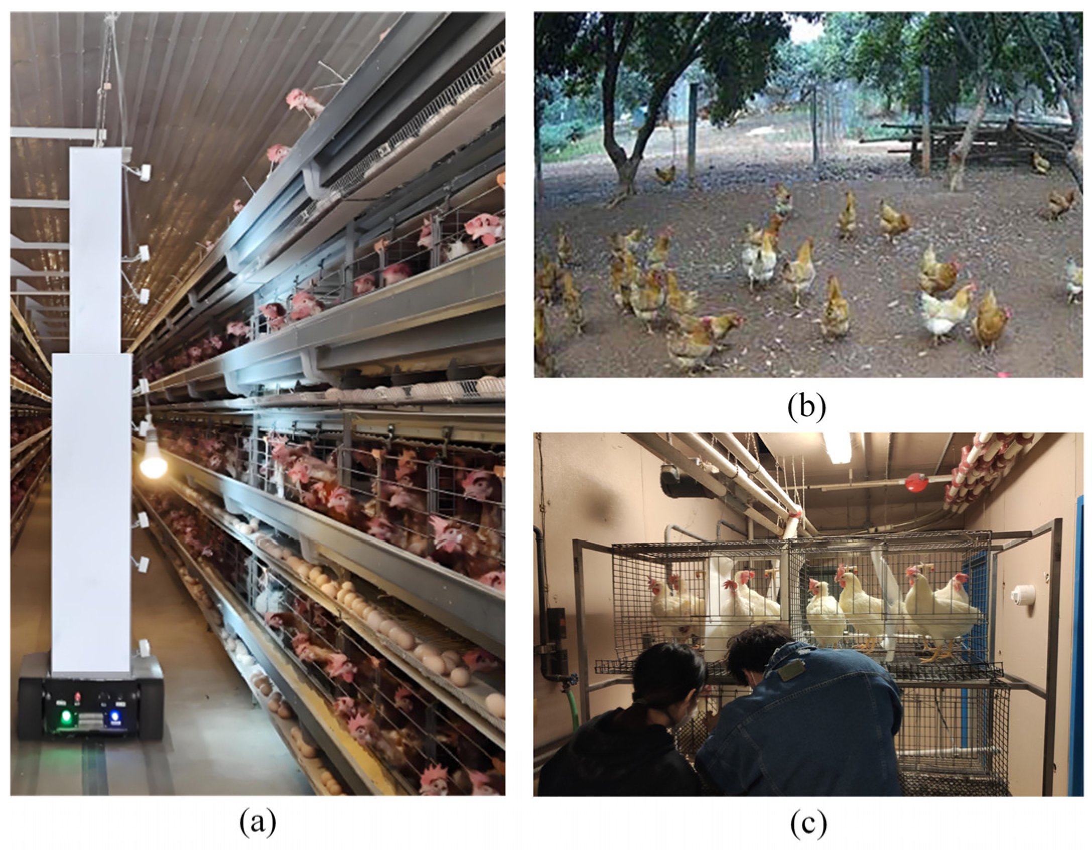 Animals 15 02669 g001 Animals 15 02669 g001