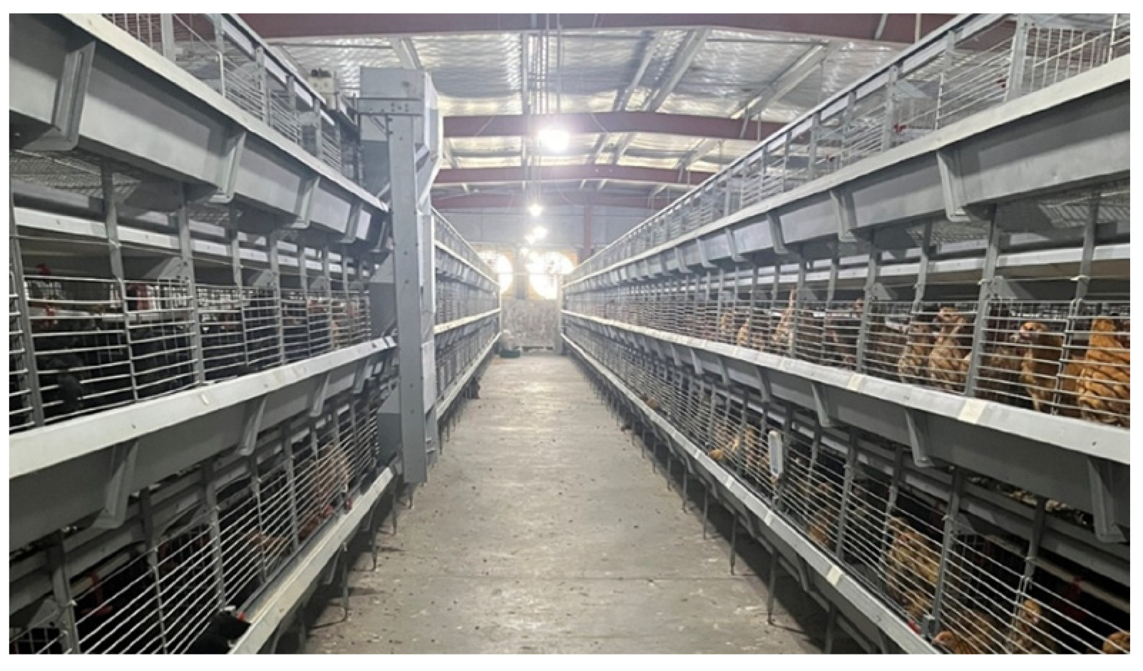 Animals 15 02669 g004 Animals 15 02669 g004